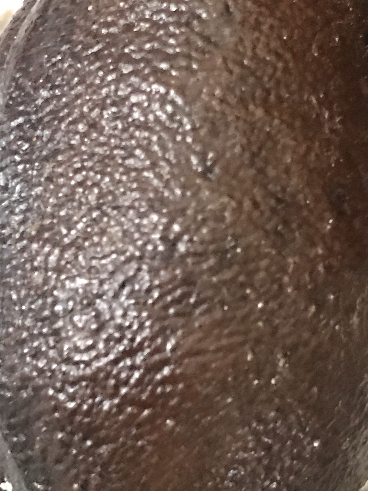 jatoba