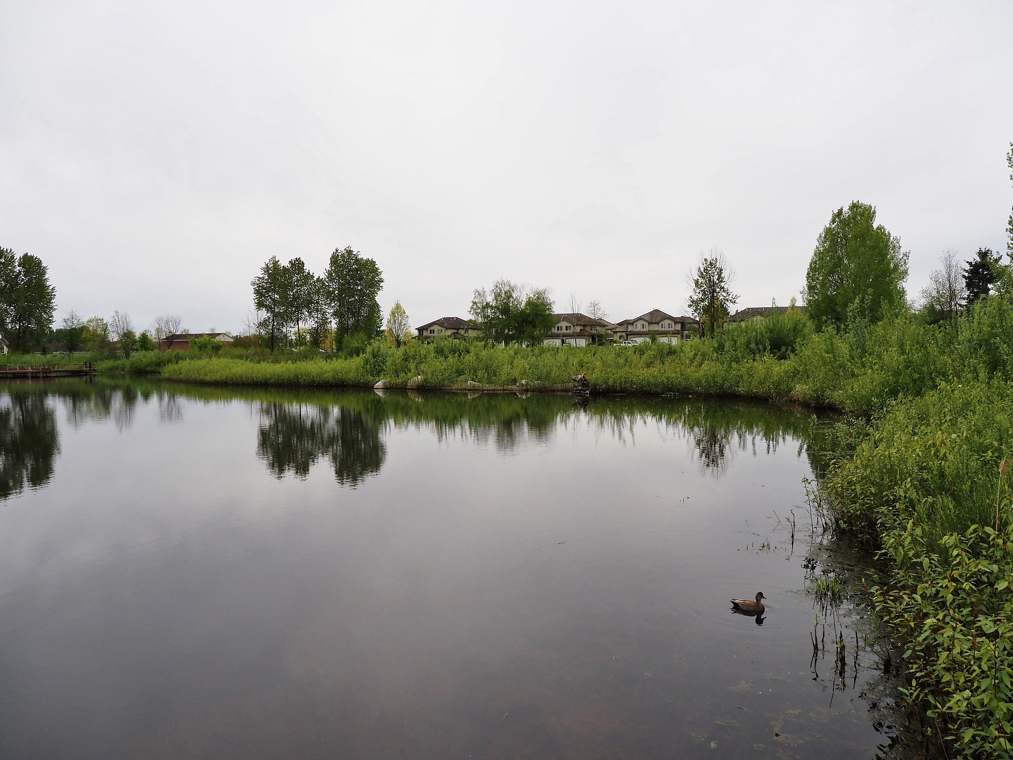 南四湖湿地植被恢复与种子库特征研究