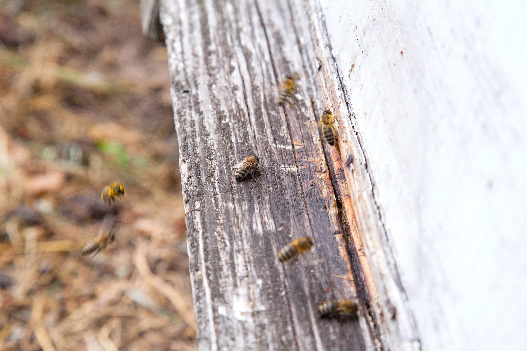 swarming bees at the entrance of white beehive in apiary.
