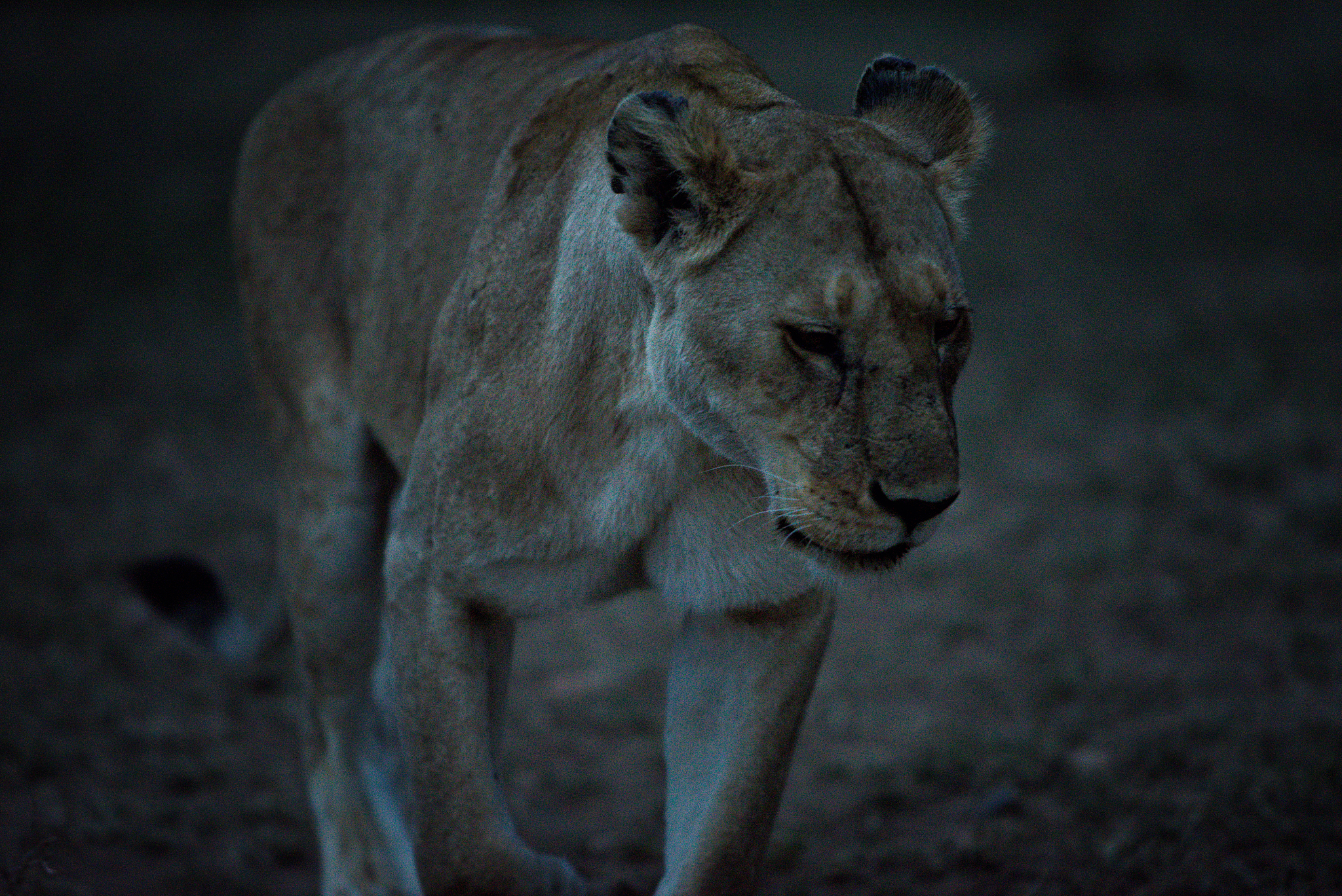 herd of lions prepared to hunt at dusk in the serengeti
