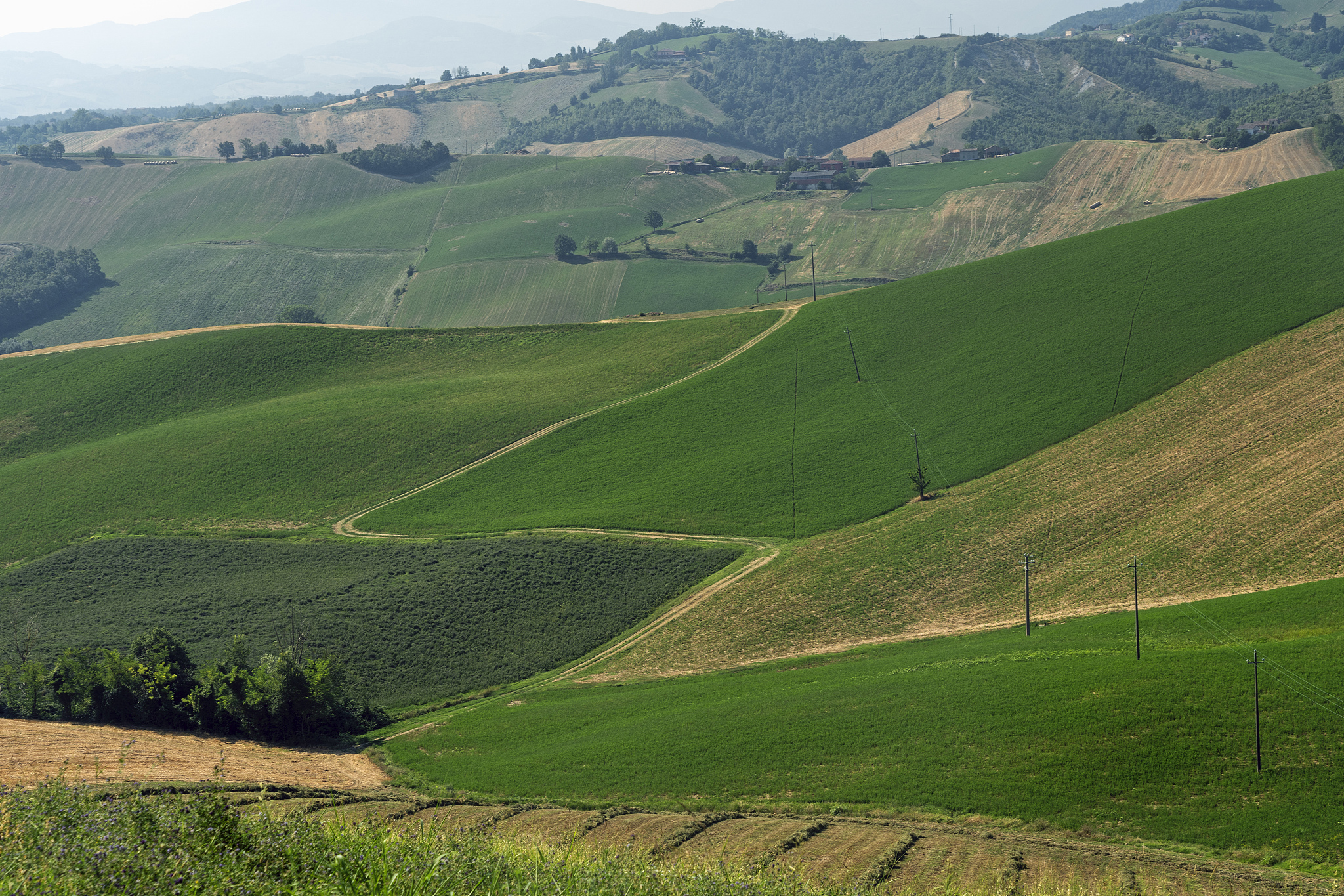 country landscape near medesano, parma, at summer