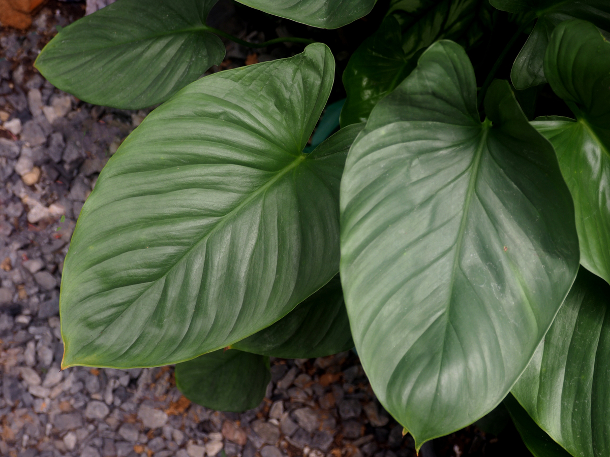 白鹤芋养殖指南：方法、注意事项及常见问题