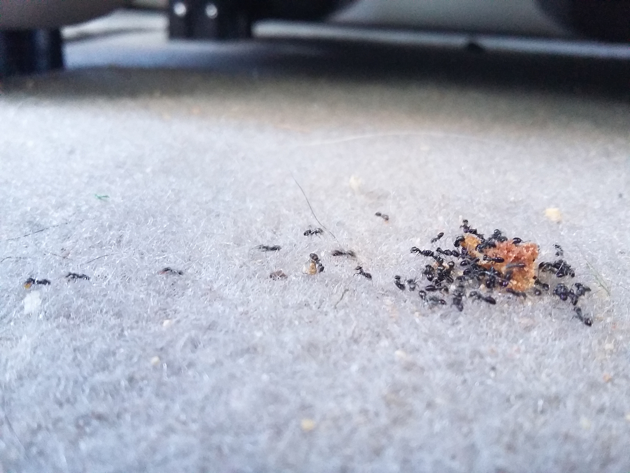 ants eating food on snow