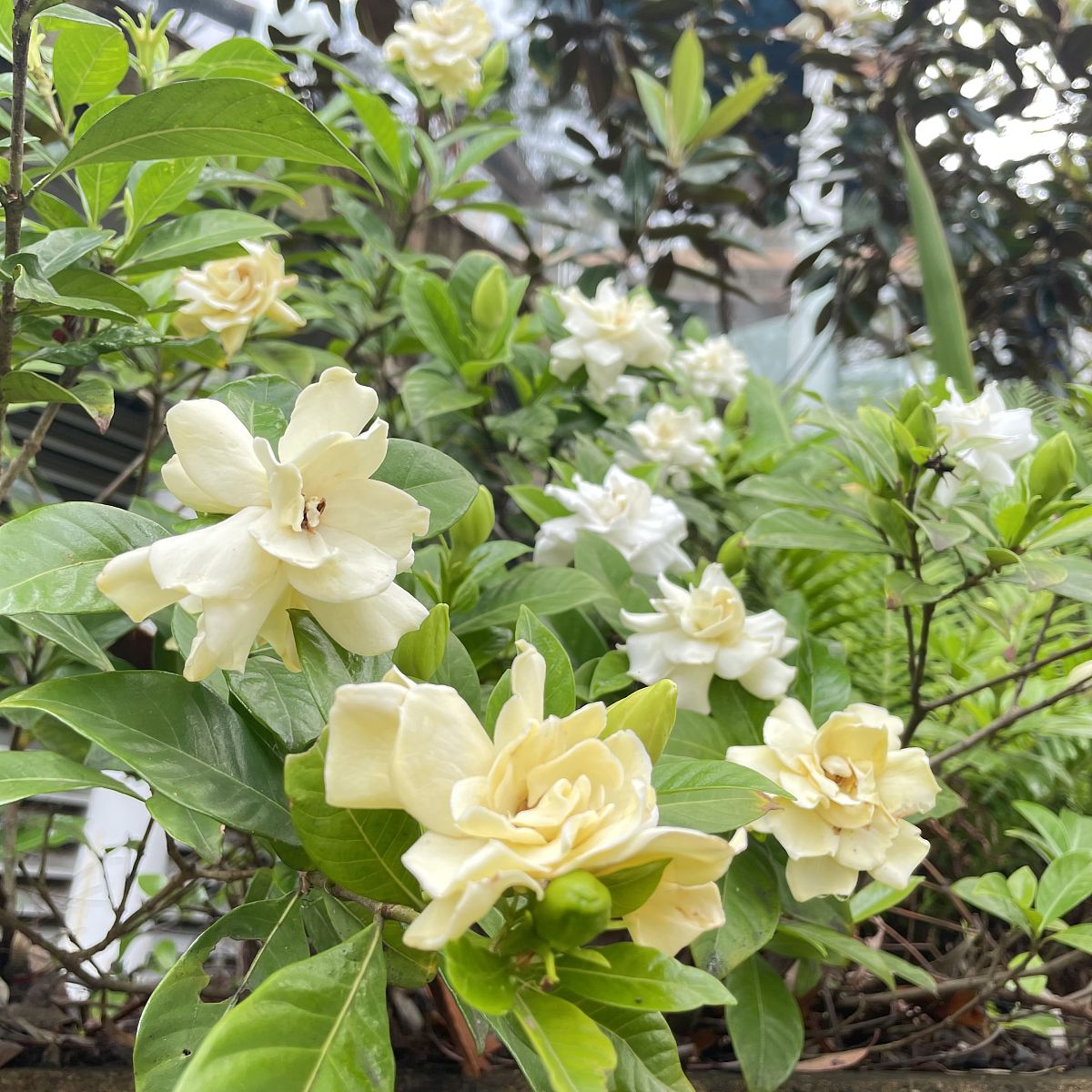 栀子花开发朋友圈