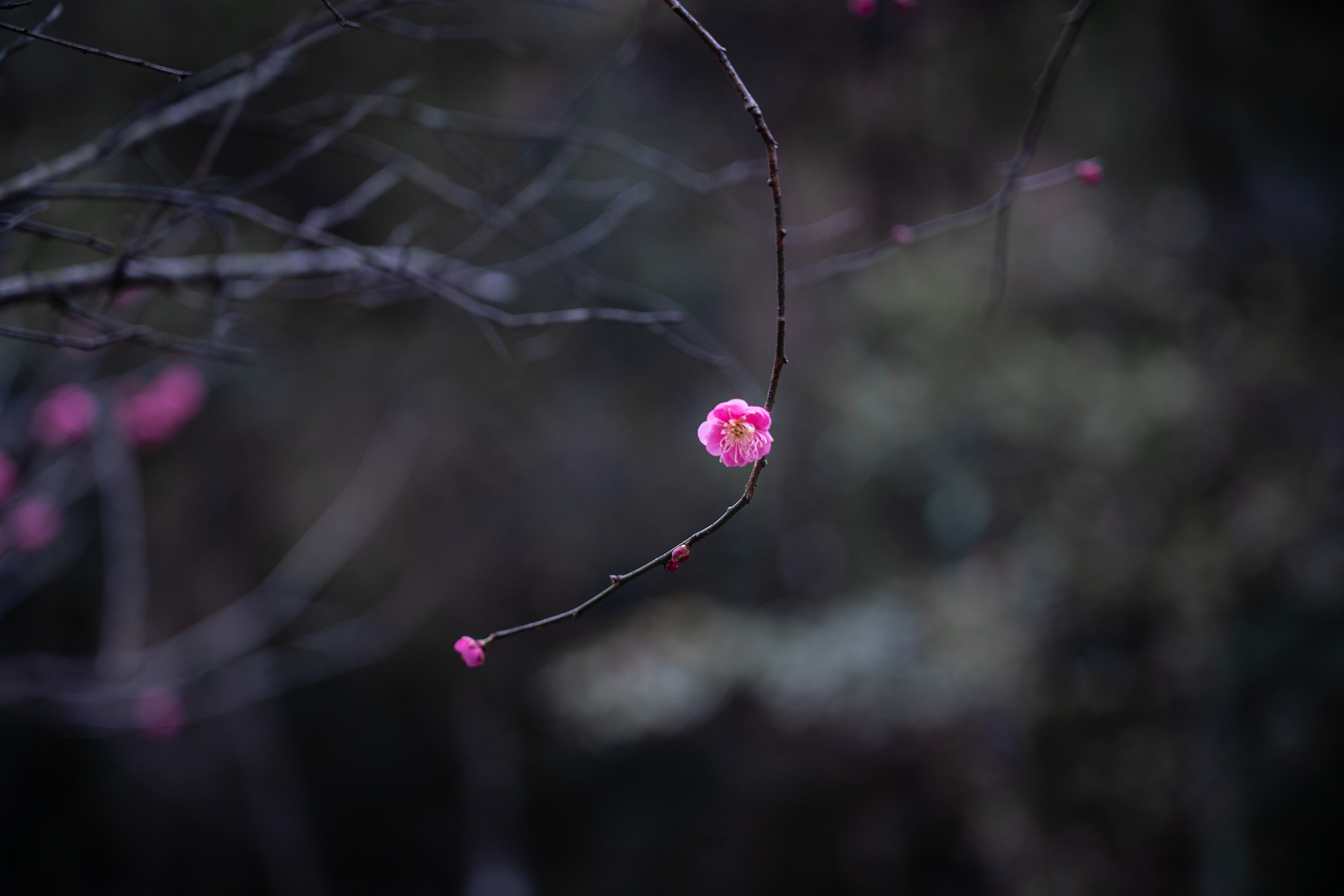 梅花落叶被蜘蛛丝缠住，古人如何用诗句描绘？