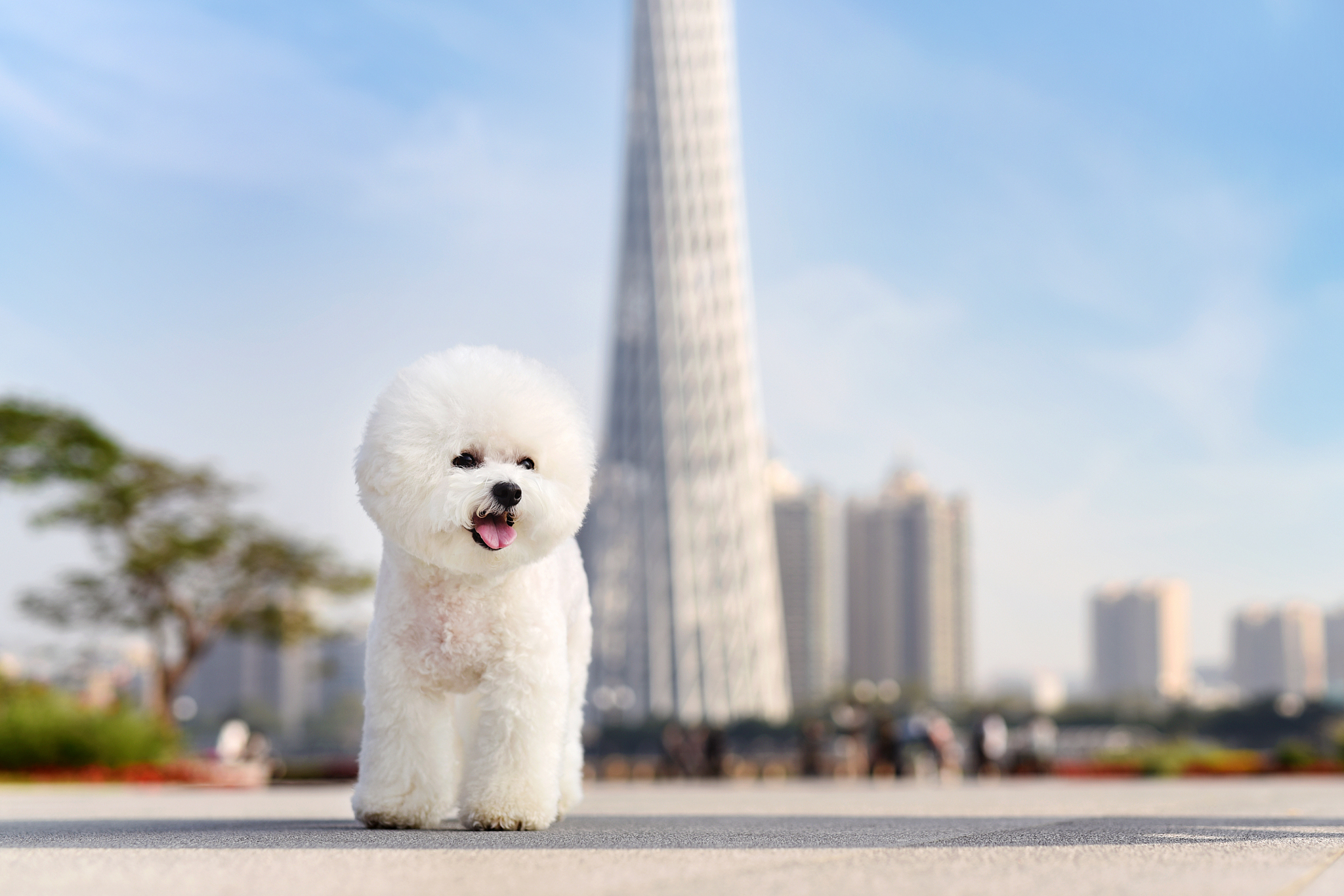 我养了条狗它是比熊名叫米粒有时候叫它傻狗它有什么故事？500字