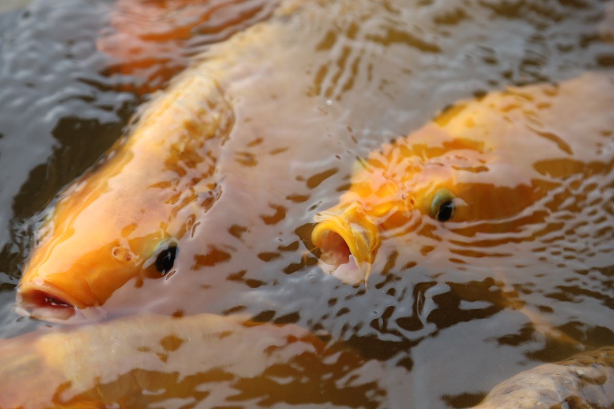渔业图像语义搜索：学位论文研究方向