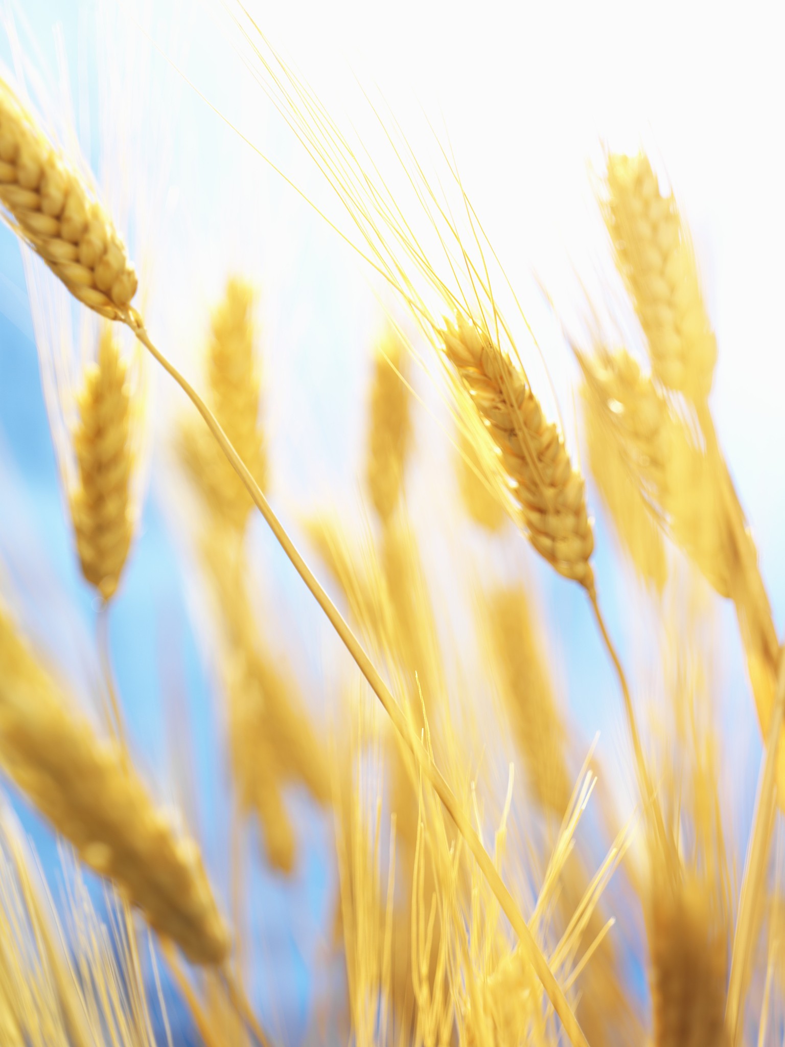 全球气候变异对主要粮食作物产量的影响：一项空间分析