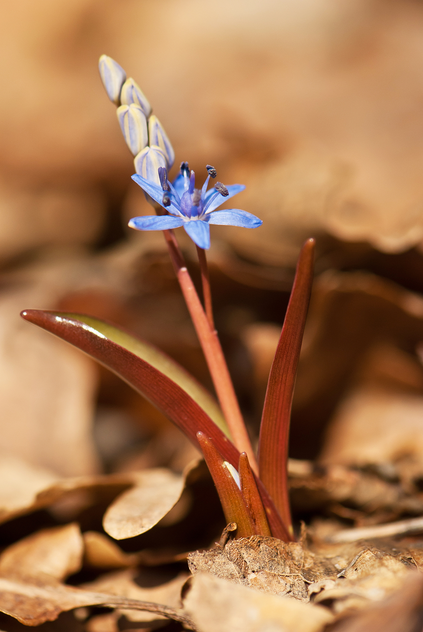 bluebell in forest