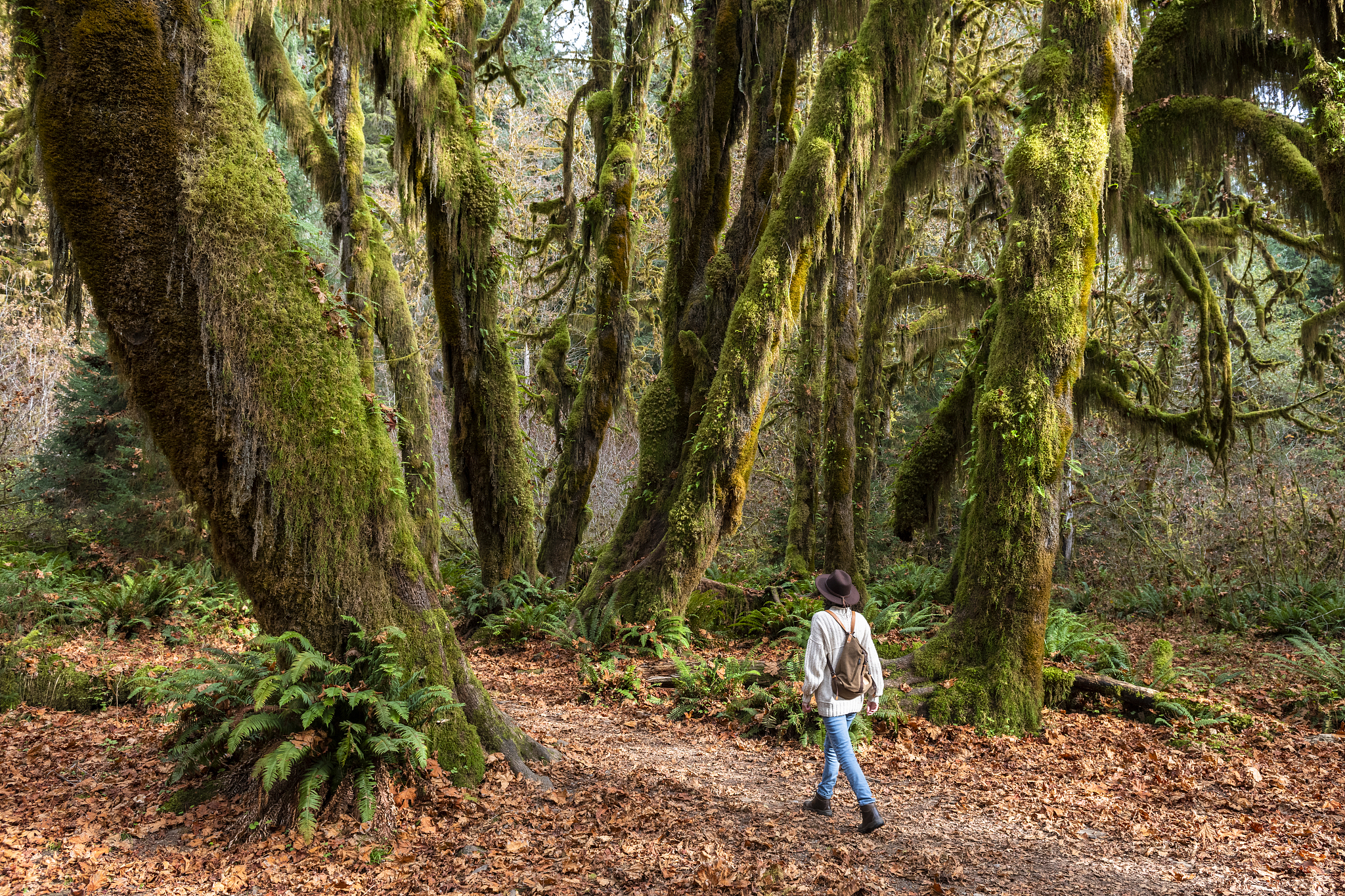 hall of mosses rainforest, olympic national park, unesco world h