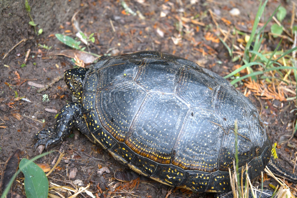 养乌龟的水需要晒吗？什么时候晒水？