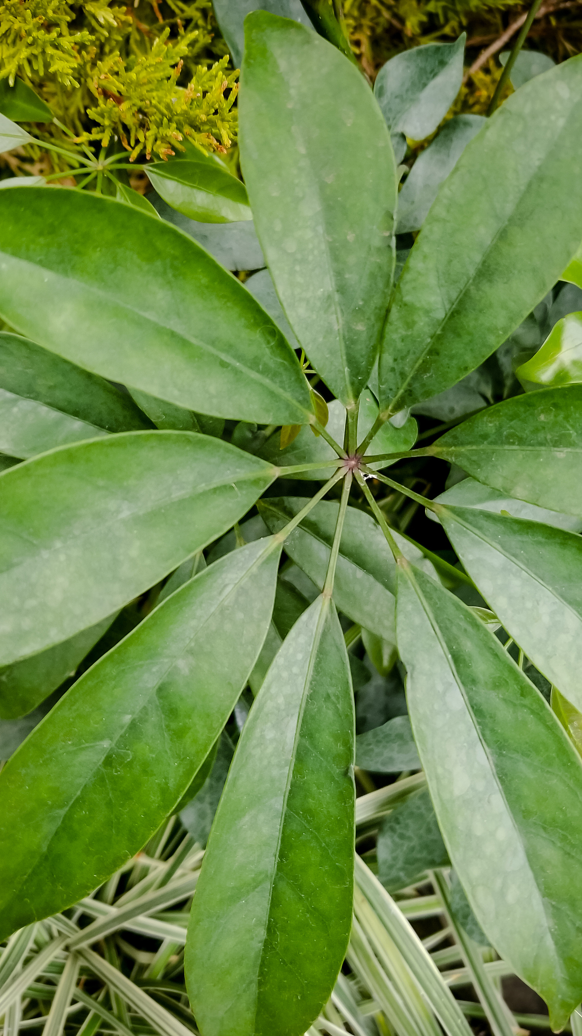 burst leaves