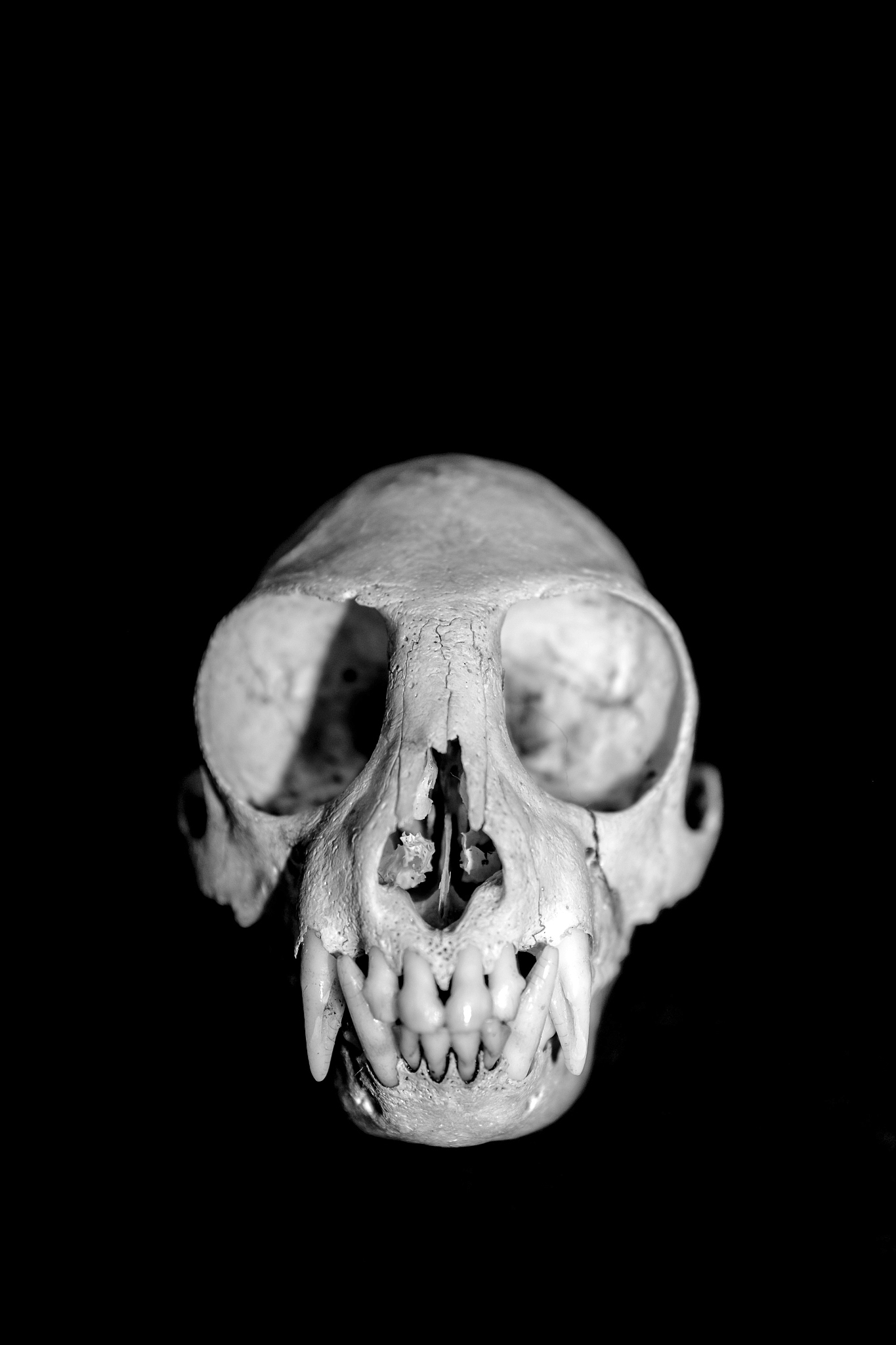 animal skull