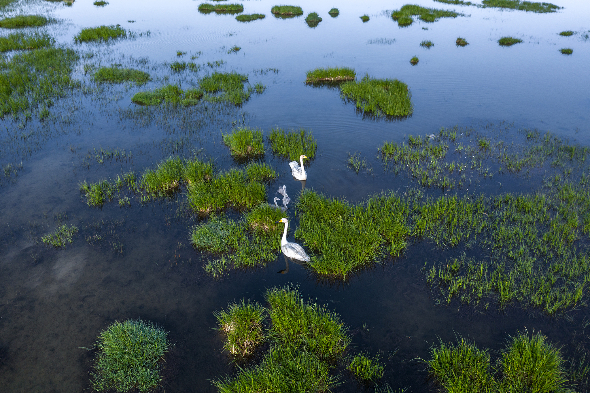 将这句话湿地被喻为地球之肾2023年2月2日国家林业和草原局宣布2022年我国新增北京延庆野鸭湖等18处国际重要湿地总数达82处；面积7647万公顷居世界第四位。制作成4道有四个选项的单选题并给出答案和解析