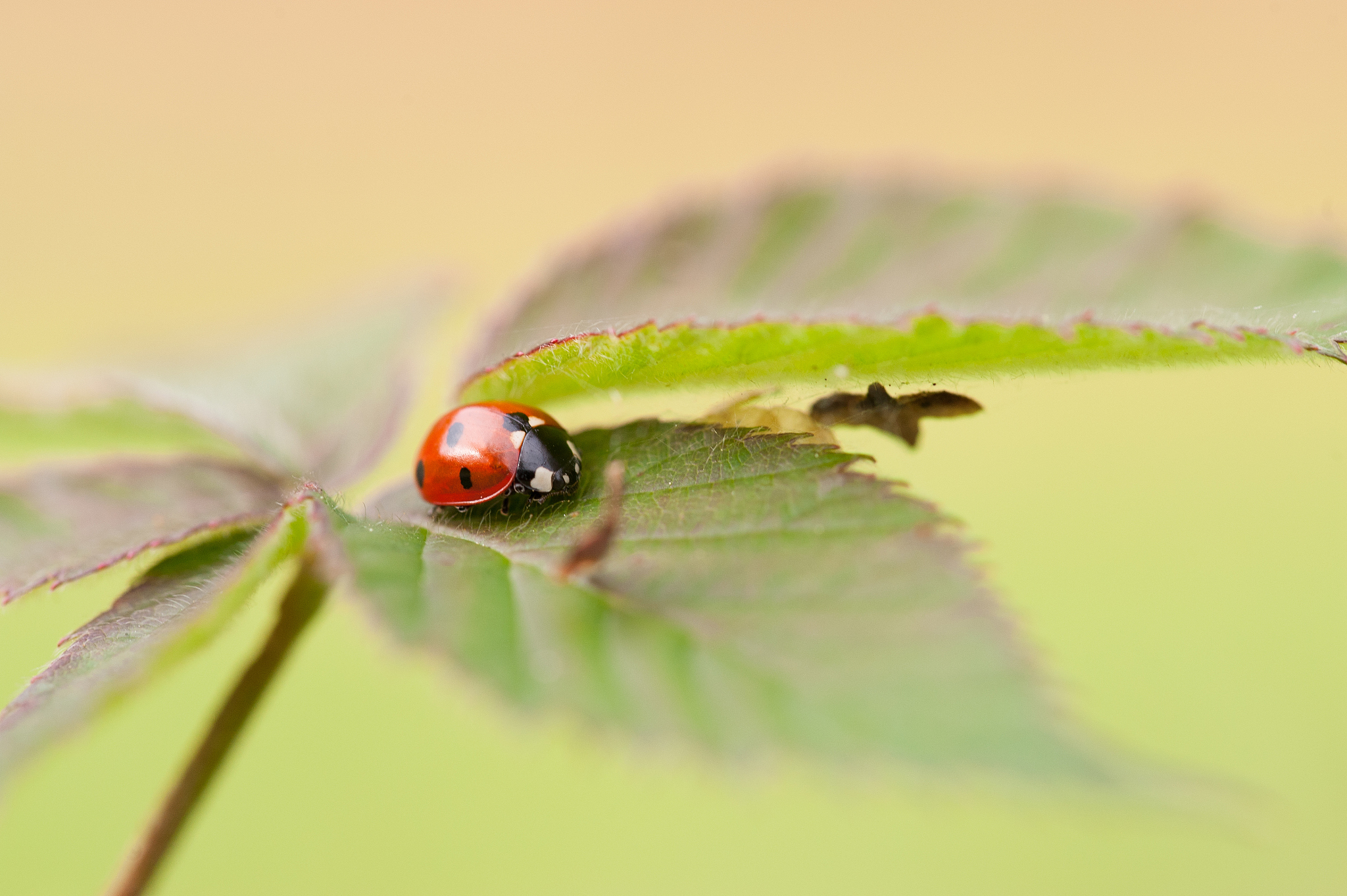 lady beetle