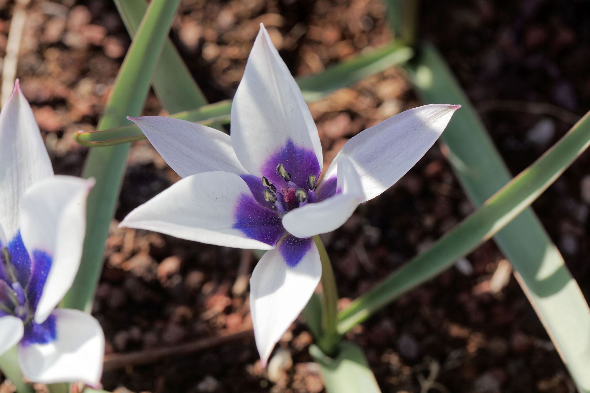 flower of the wild tulip, tulipa humilis