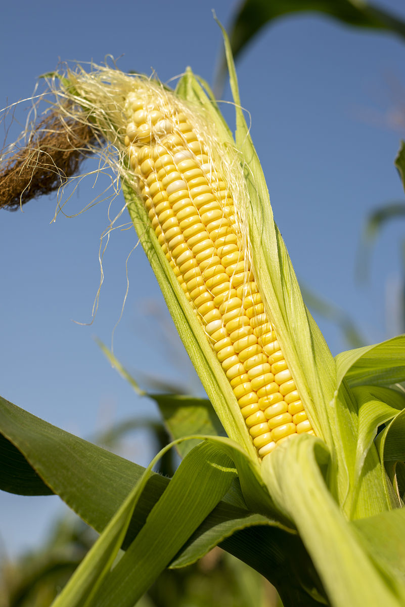 玉米创新案例：基因改良、精准农业及加工利用