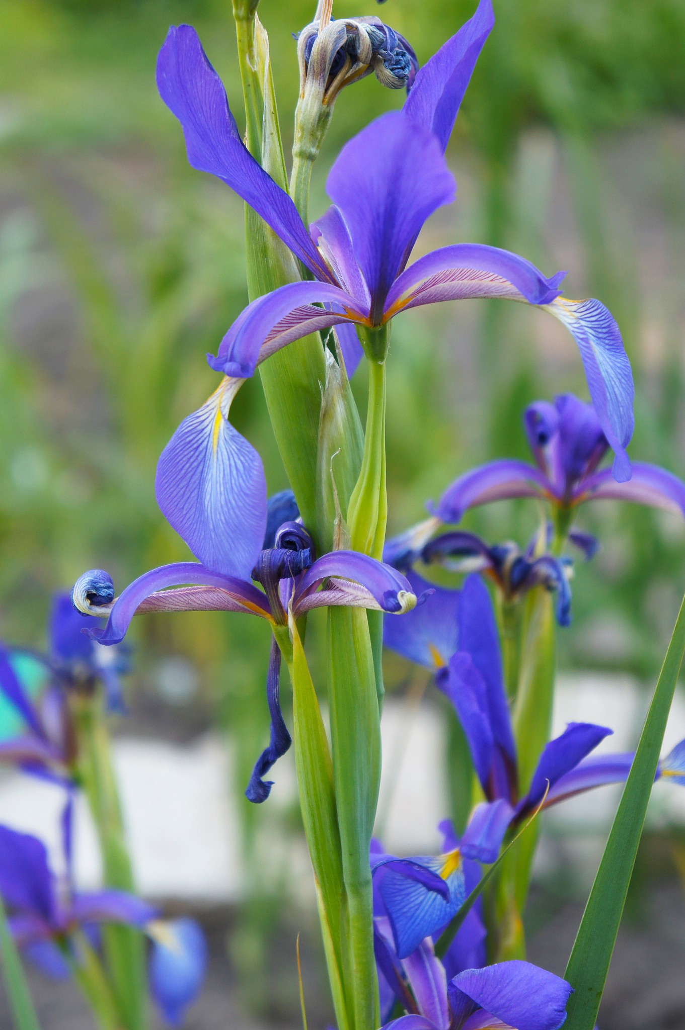many blue iris flowes in garden