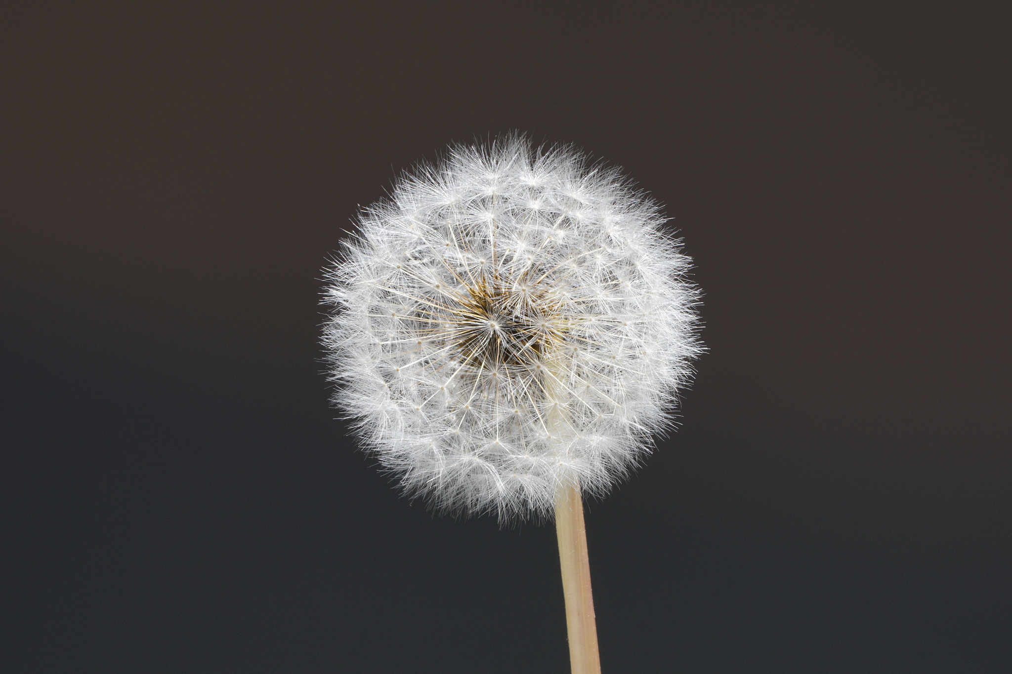 2000字的对种子科学与工程专业的认识