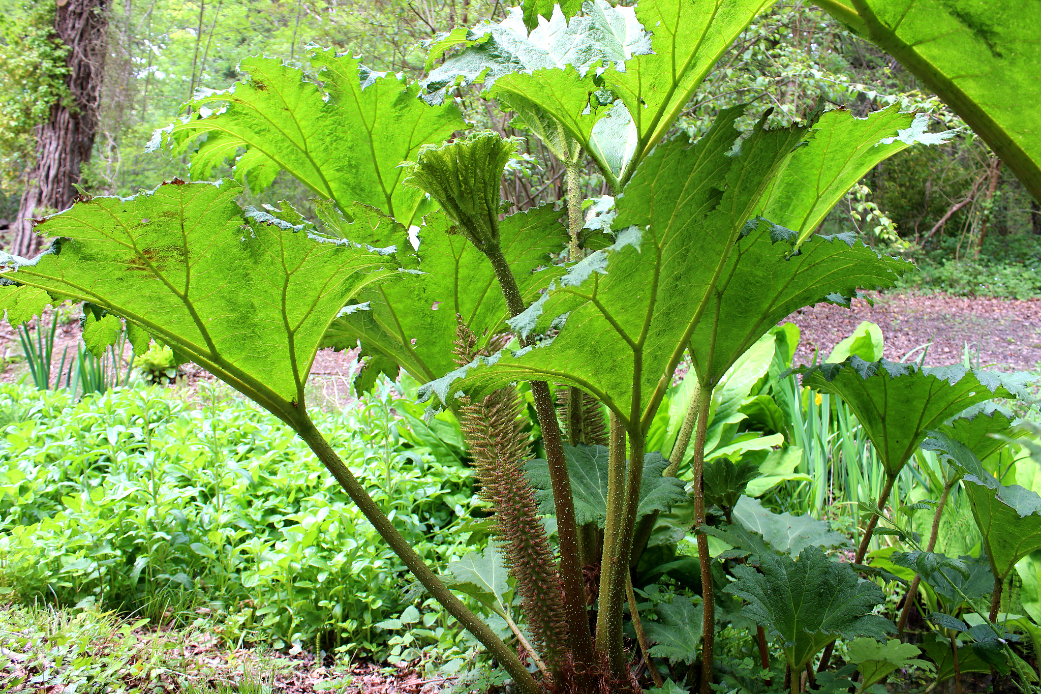 gunnera manicata flowers and leaves (giant rhubarb) in spring ga
