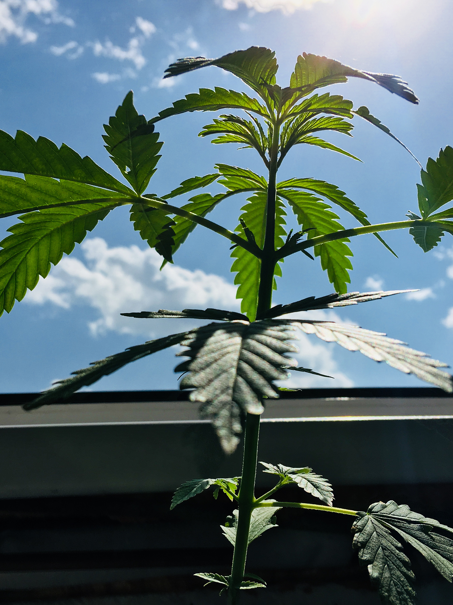 塞雪风湿胶囊：缓解风湿疼痛的良药