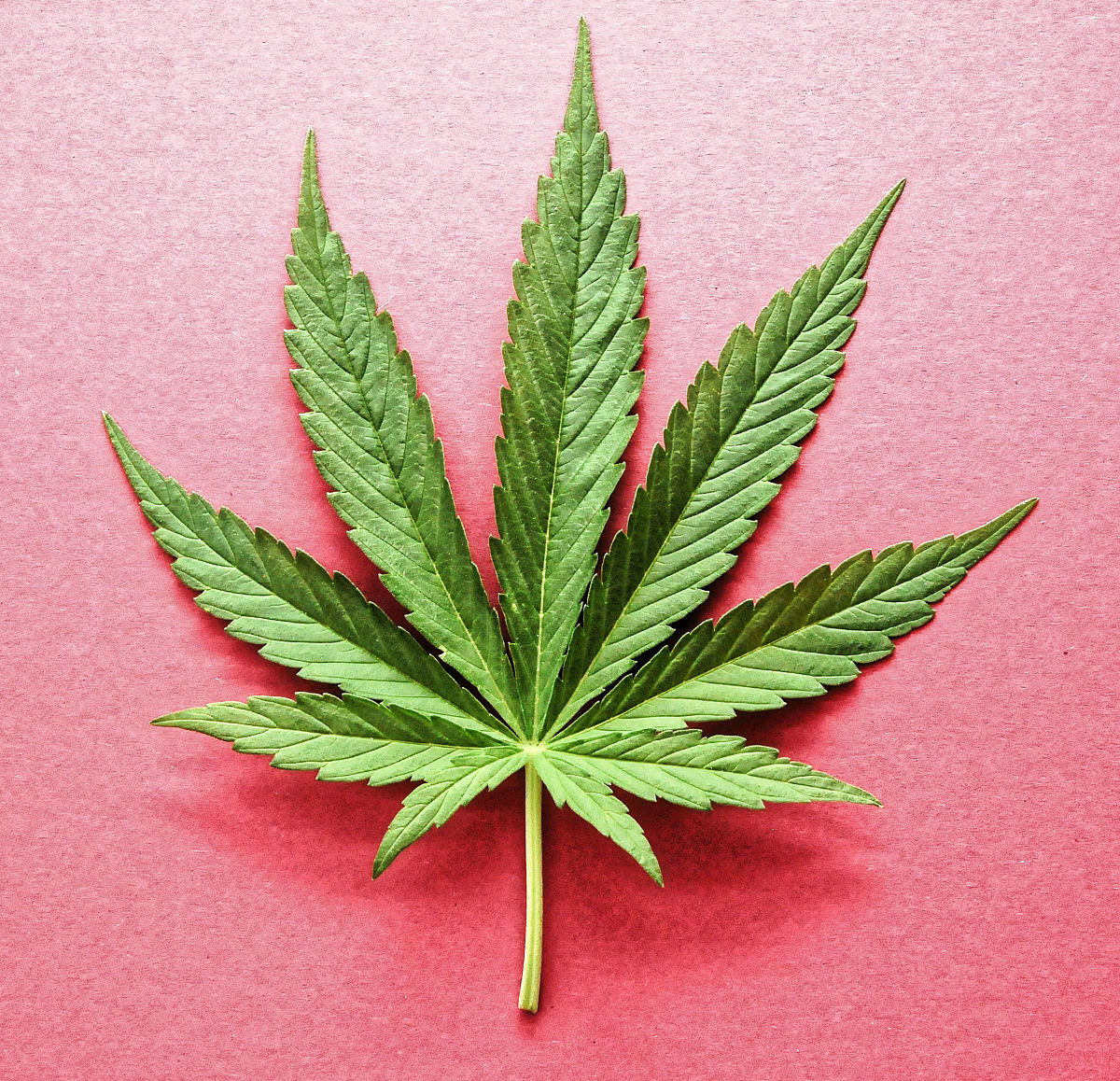 写一篇不少于500词的大麻屋建造的文章