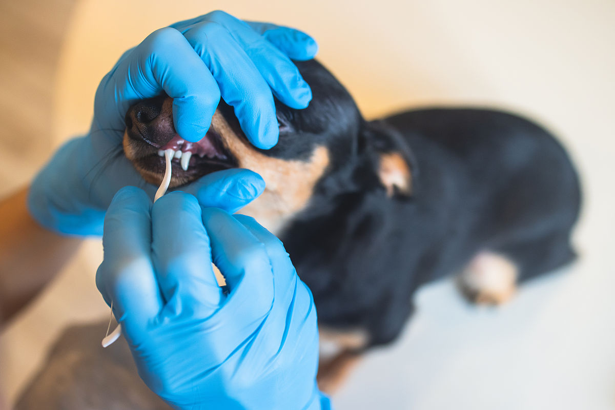 曲靖中兽医学校2019年五年制大专重点招生专业 - 培养优秀的兽医人才