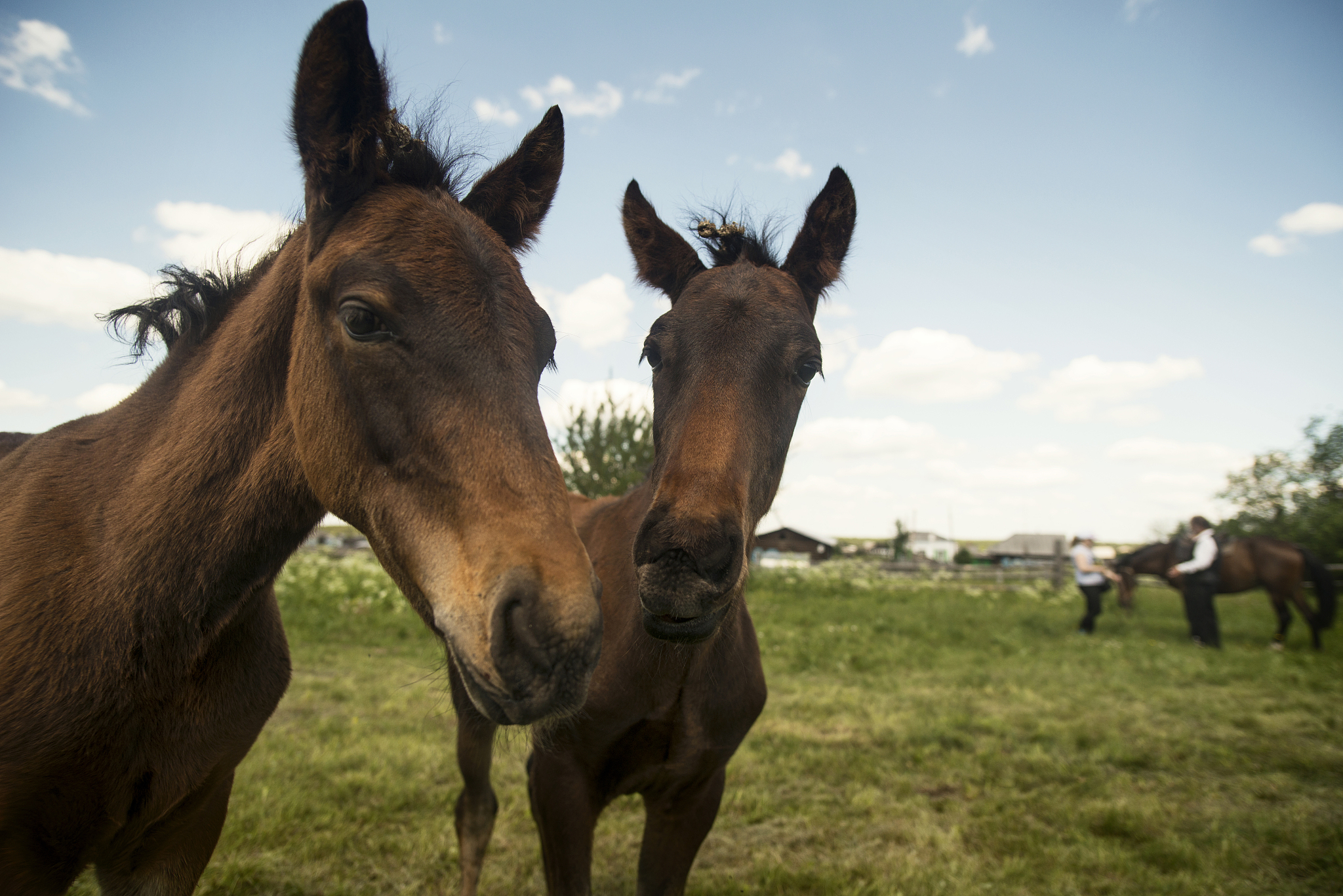 horse on grassy field against sky