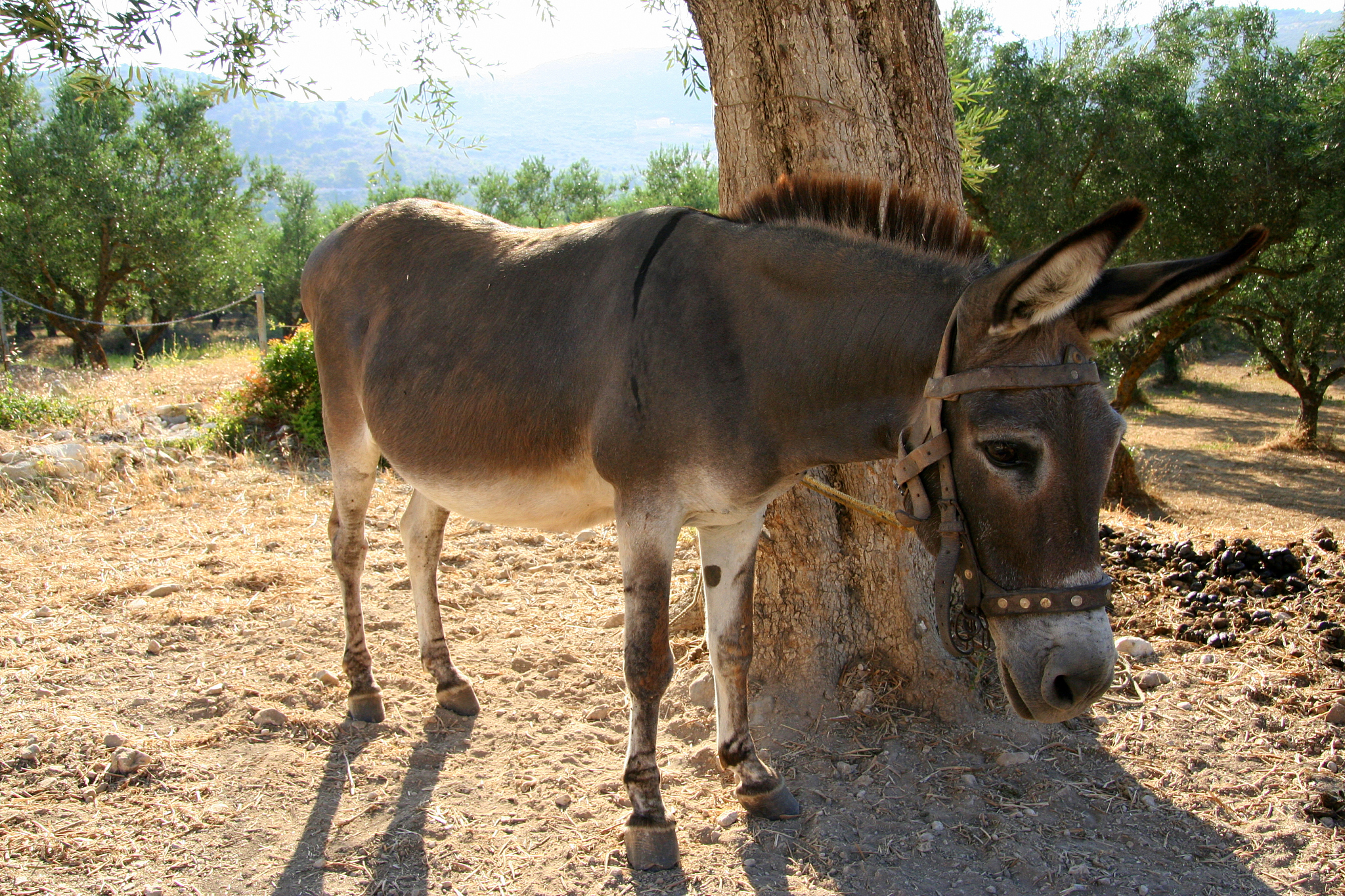 donkey