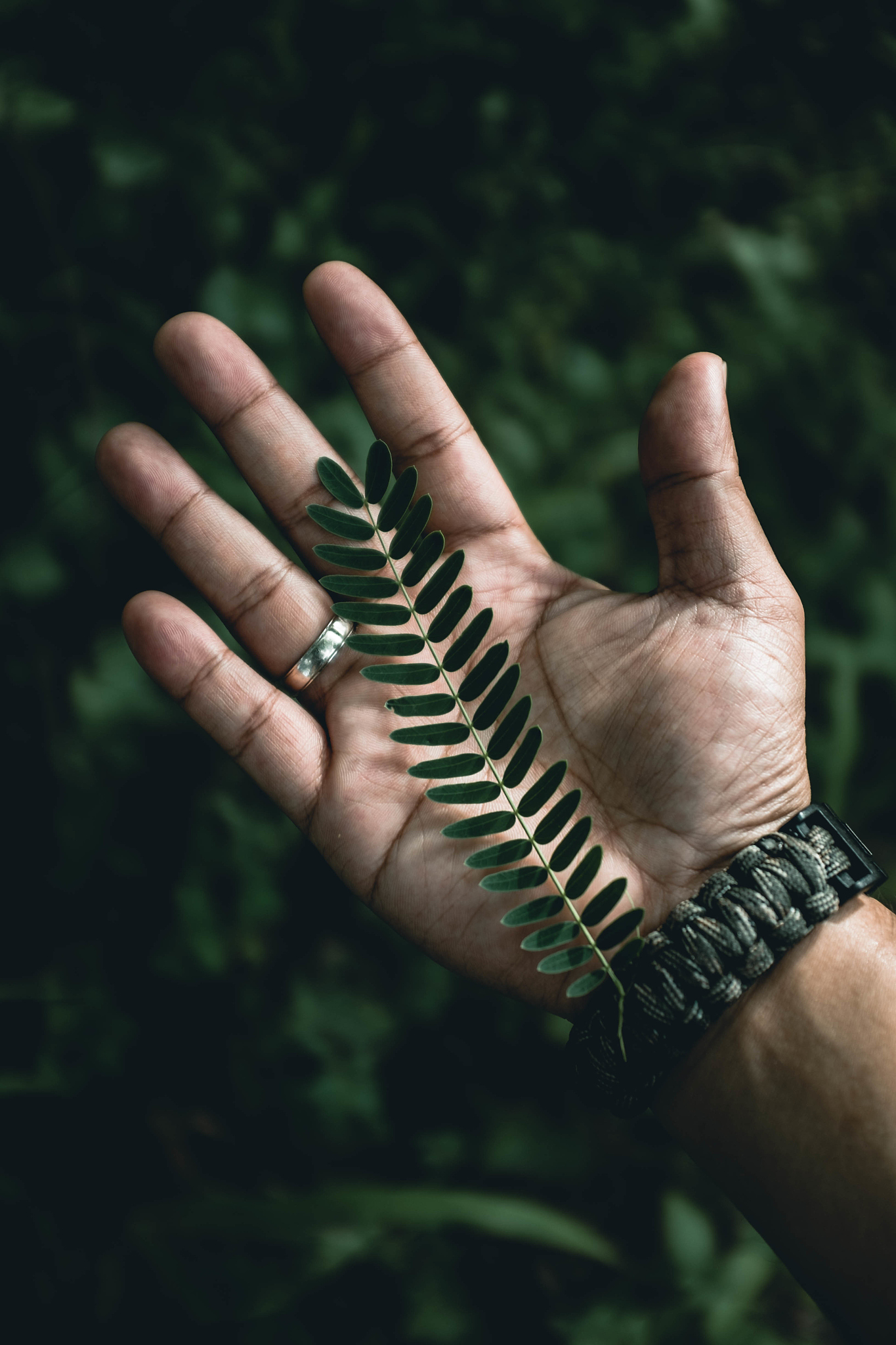 cropped hand holding leaves
