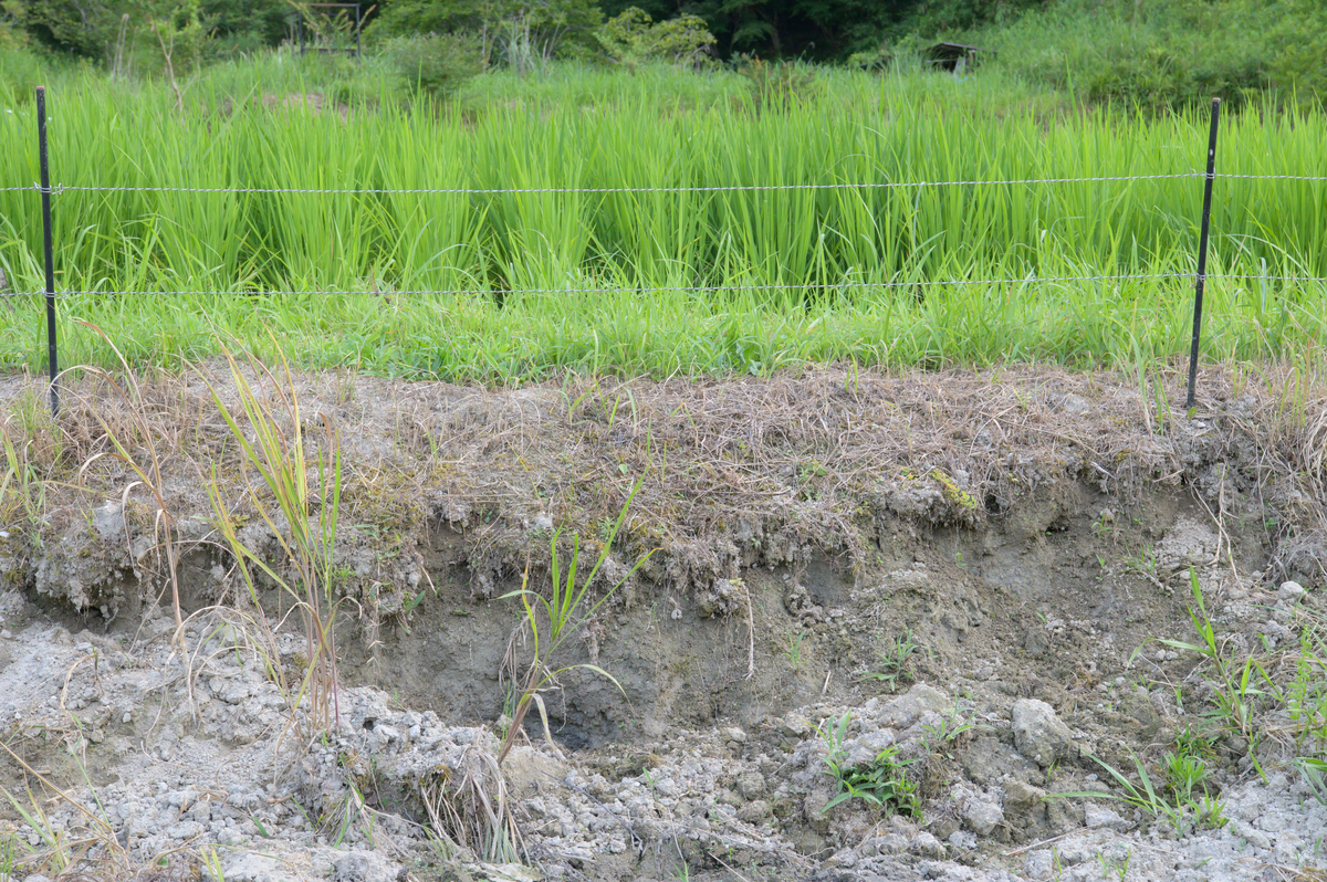 抗盐碱植物的抗盐特性有御盐和耐盐根据御盐和耐盐特性一一对应制定提高某一植物抗盐性的方案格式为：因为xx特性所以xx
