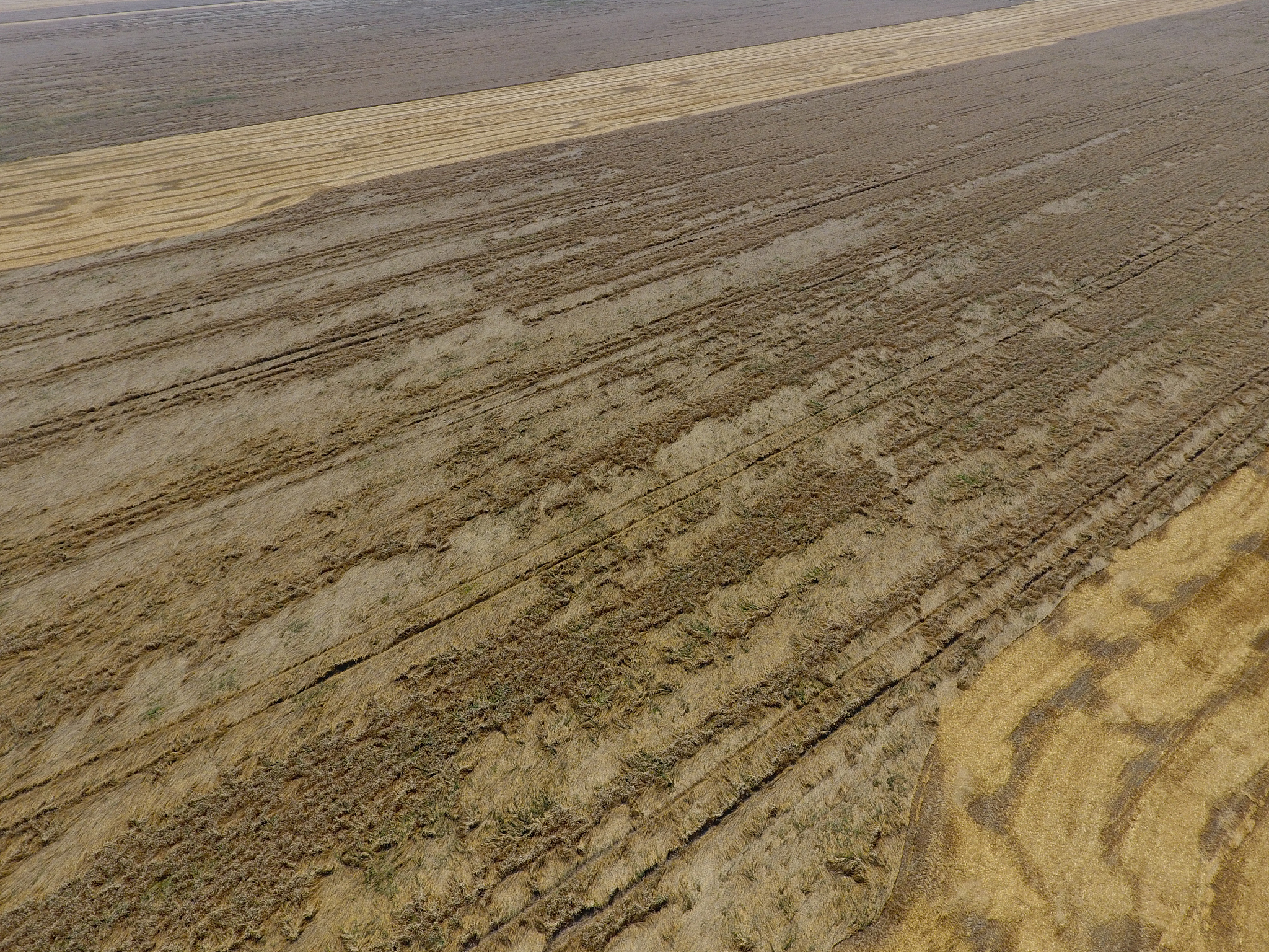 wheat field, partly sloping. start harvesting wheat.