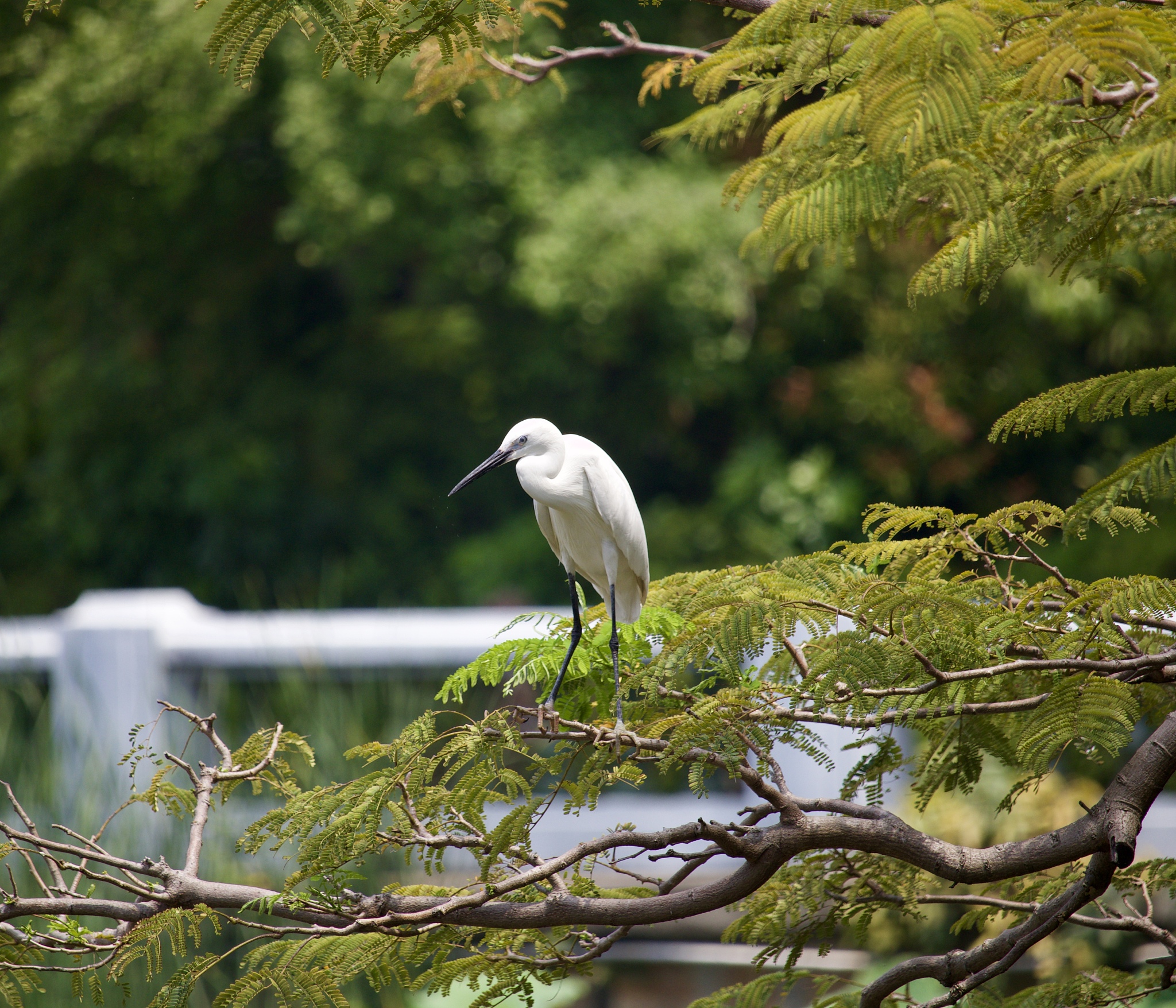 写几个黄河护卫队队名富有诗意