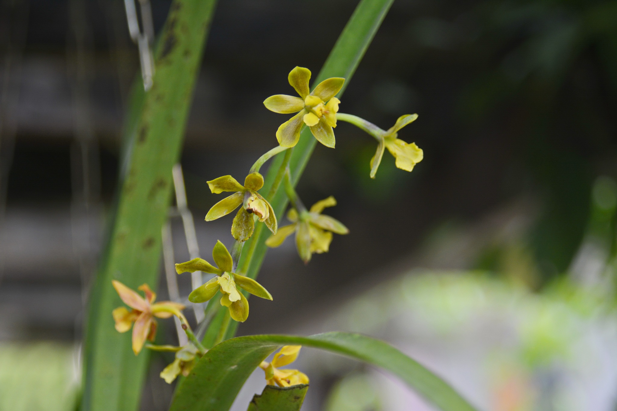 beautiful orchid