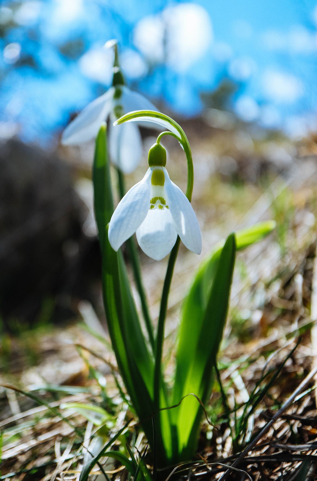 first snowdrops flowers in a forest, macro view, spring season, 