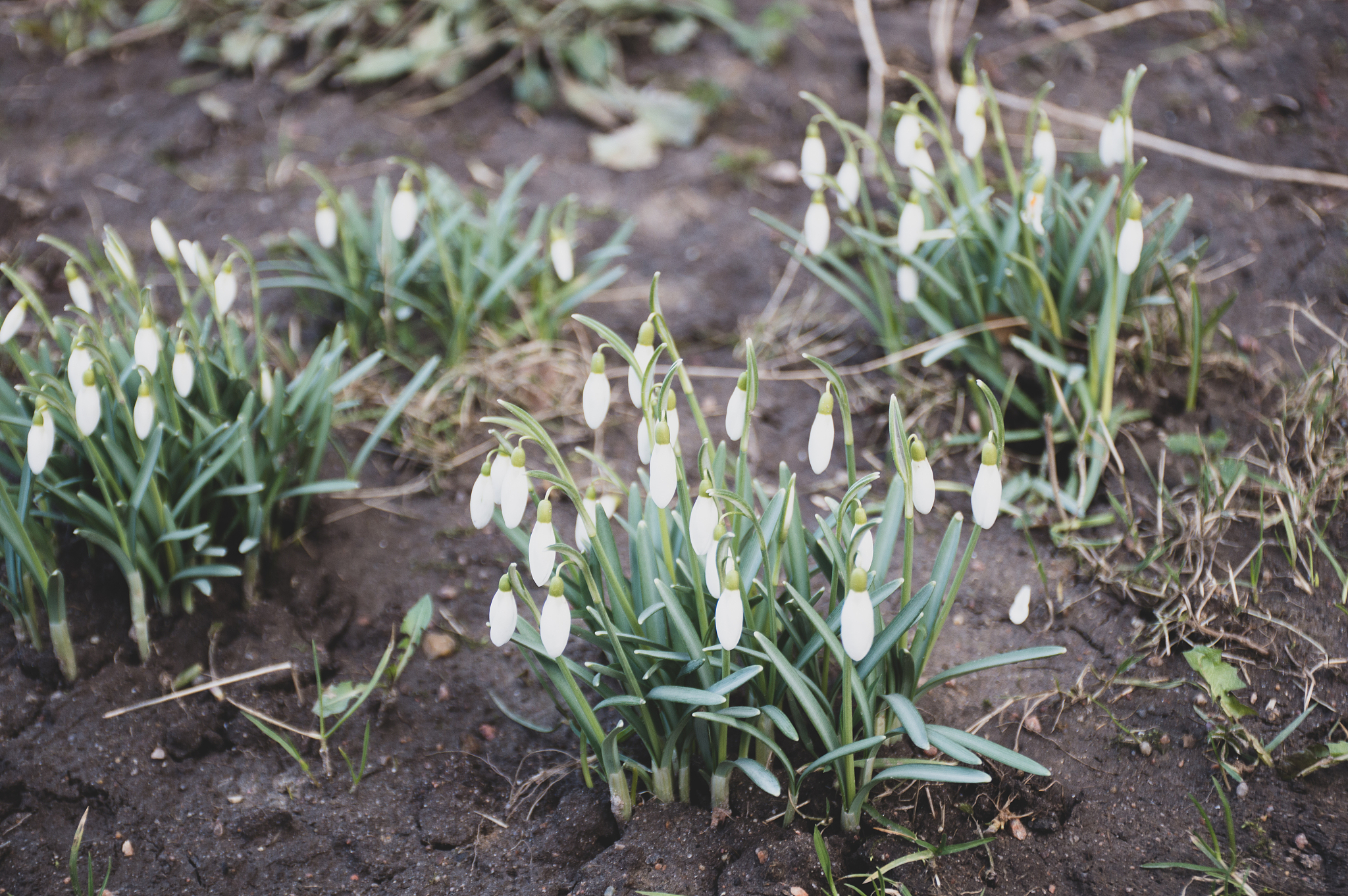 first white snowdrops in the garden