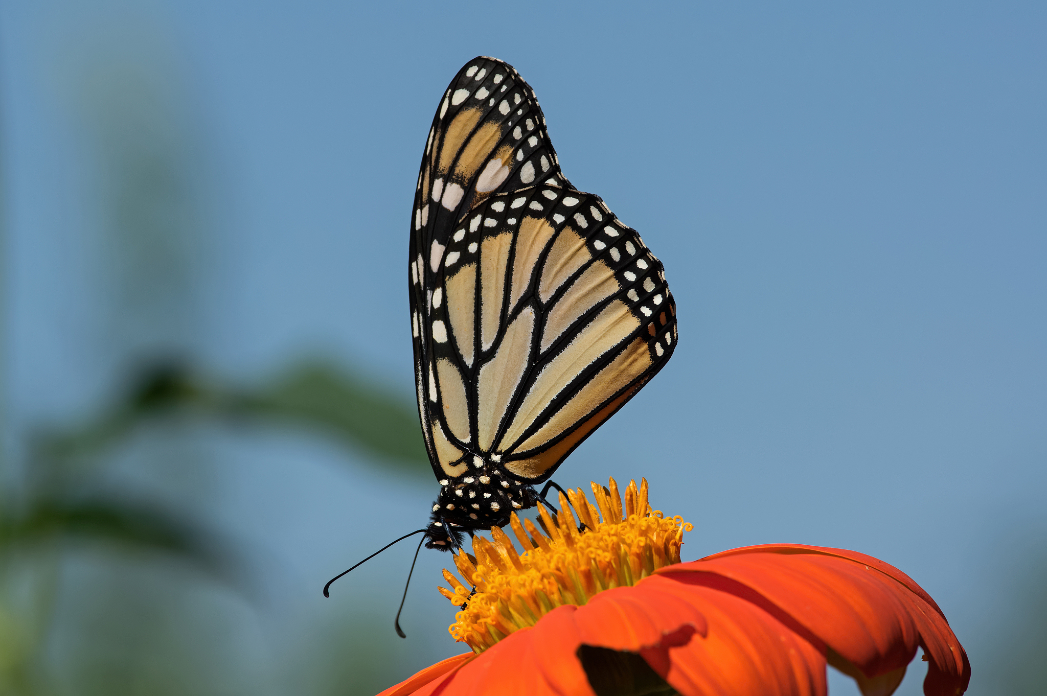 云南省曲靖农业学校2019年五年制招生专业报名