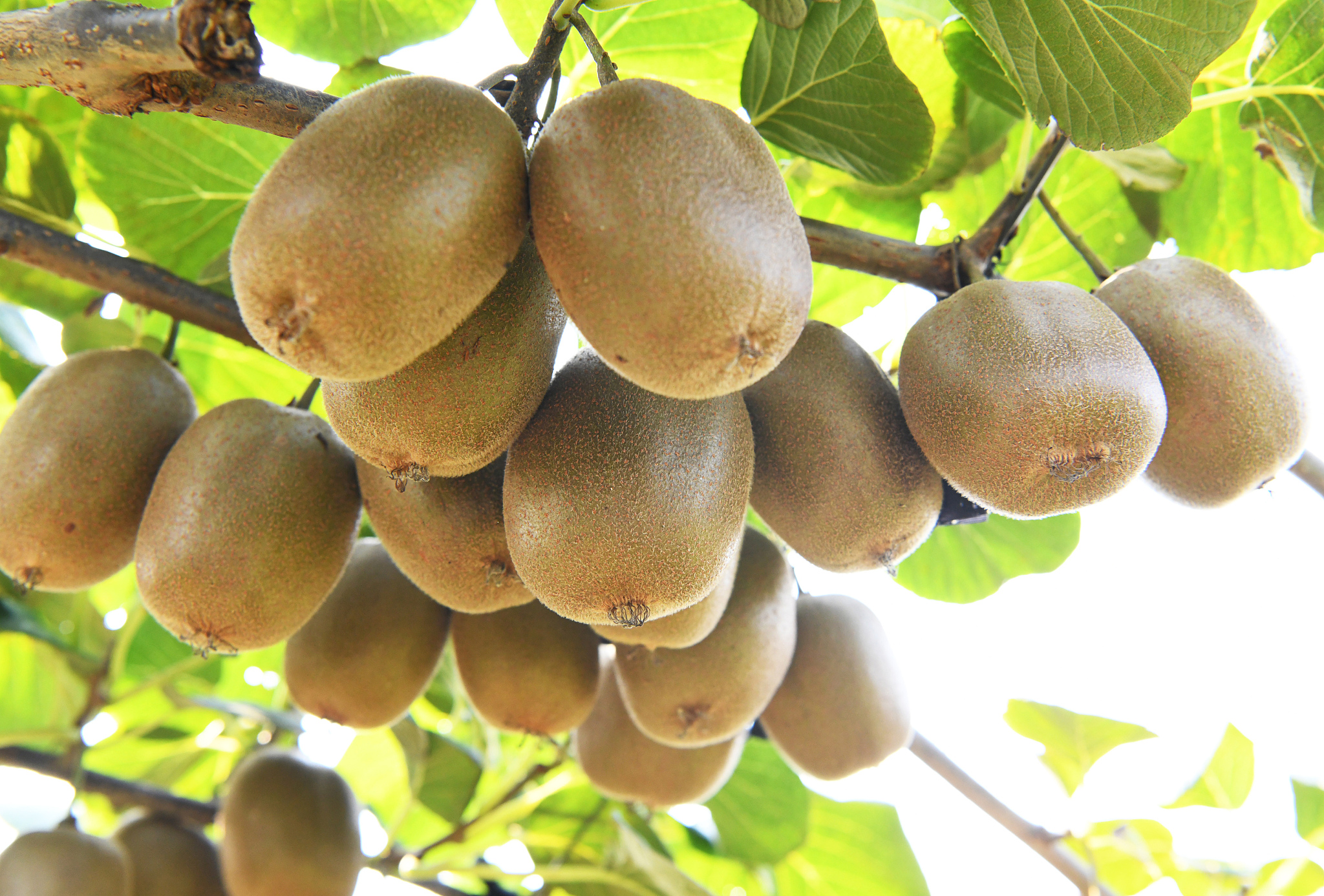 齐峰果业眉县猕猴桃产品策略现状分析及未来发展方向