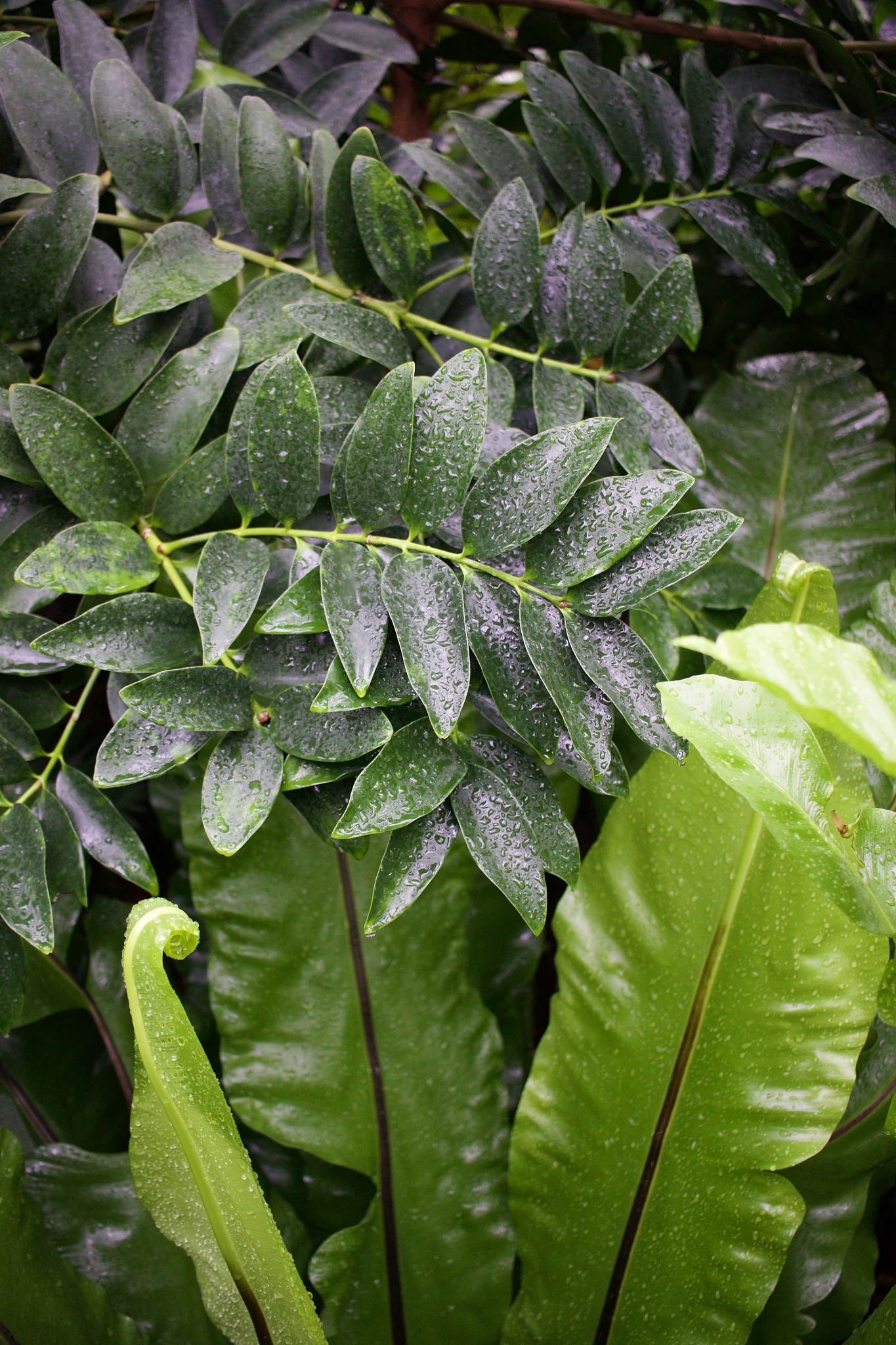 4 shares of green
