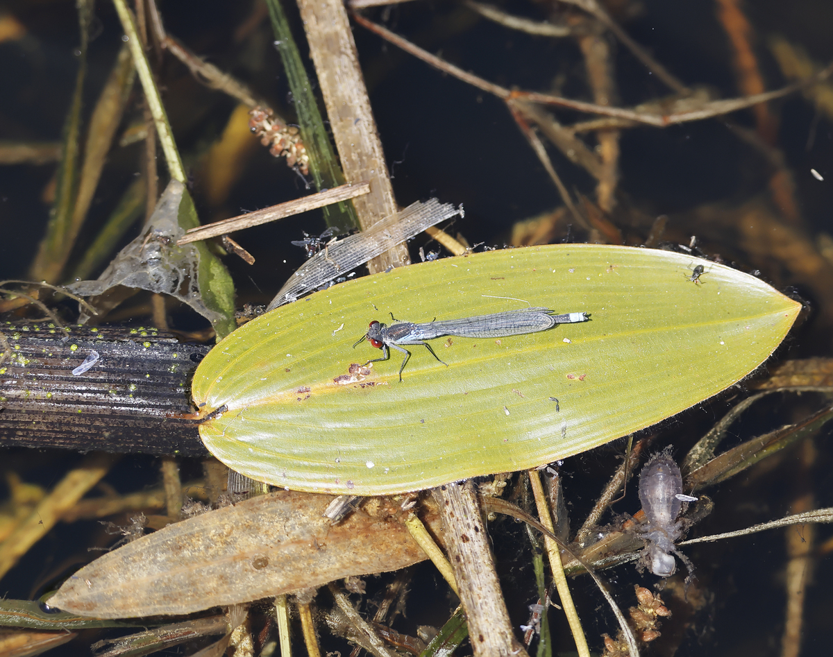 林业害虫问题：严重程度、危害及案例分析
