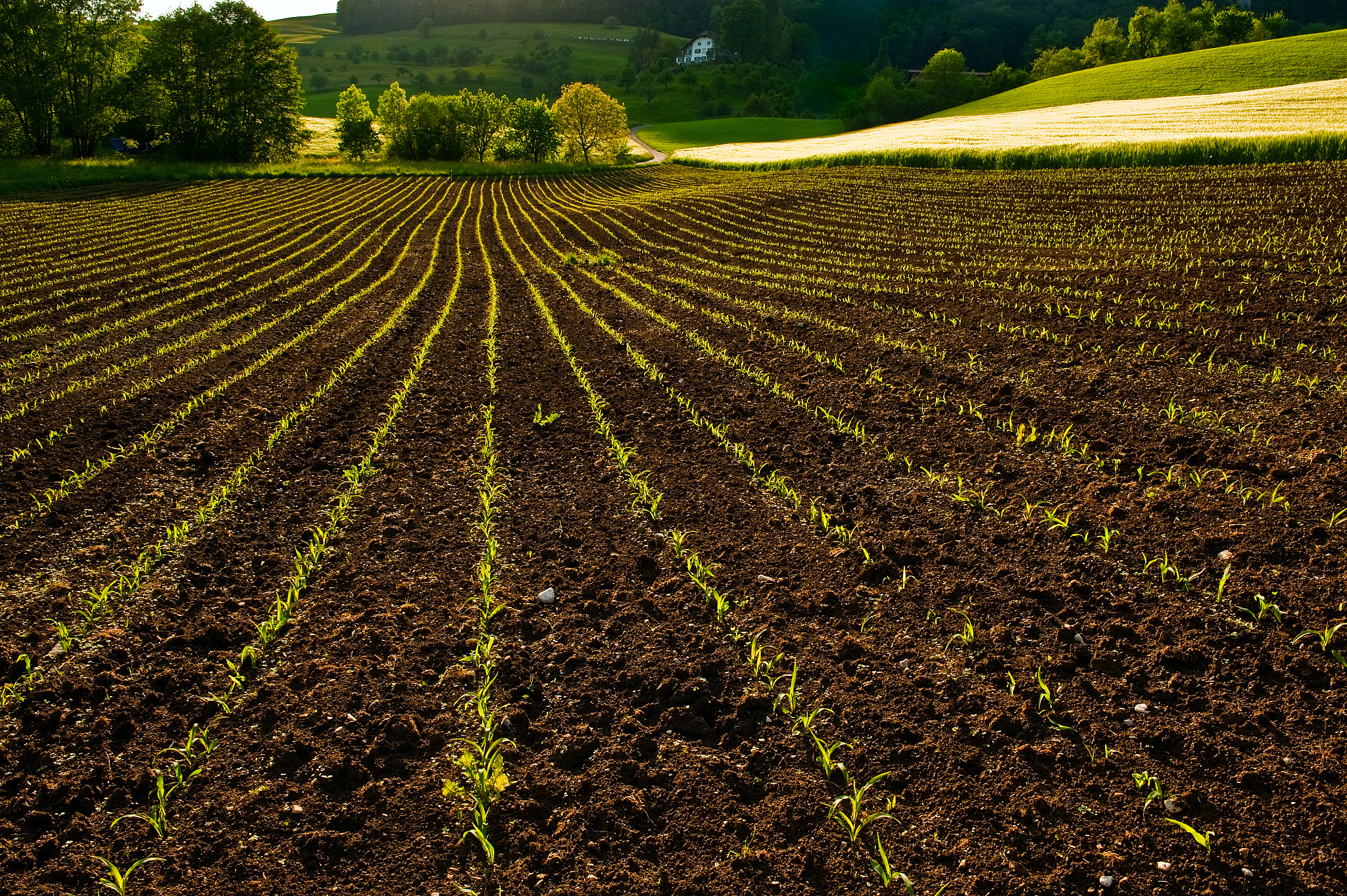 Spring Frost Impact on Crop Yields: Beyond Single Crops and Local Areas