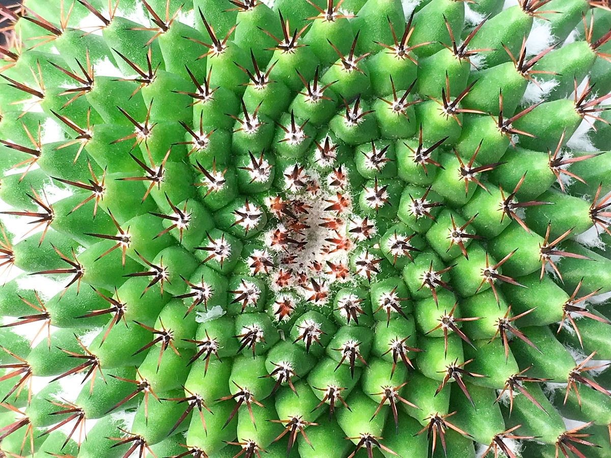 仙人掌图边数上下界：2n阶r个圈的分析