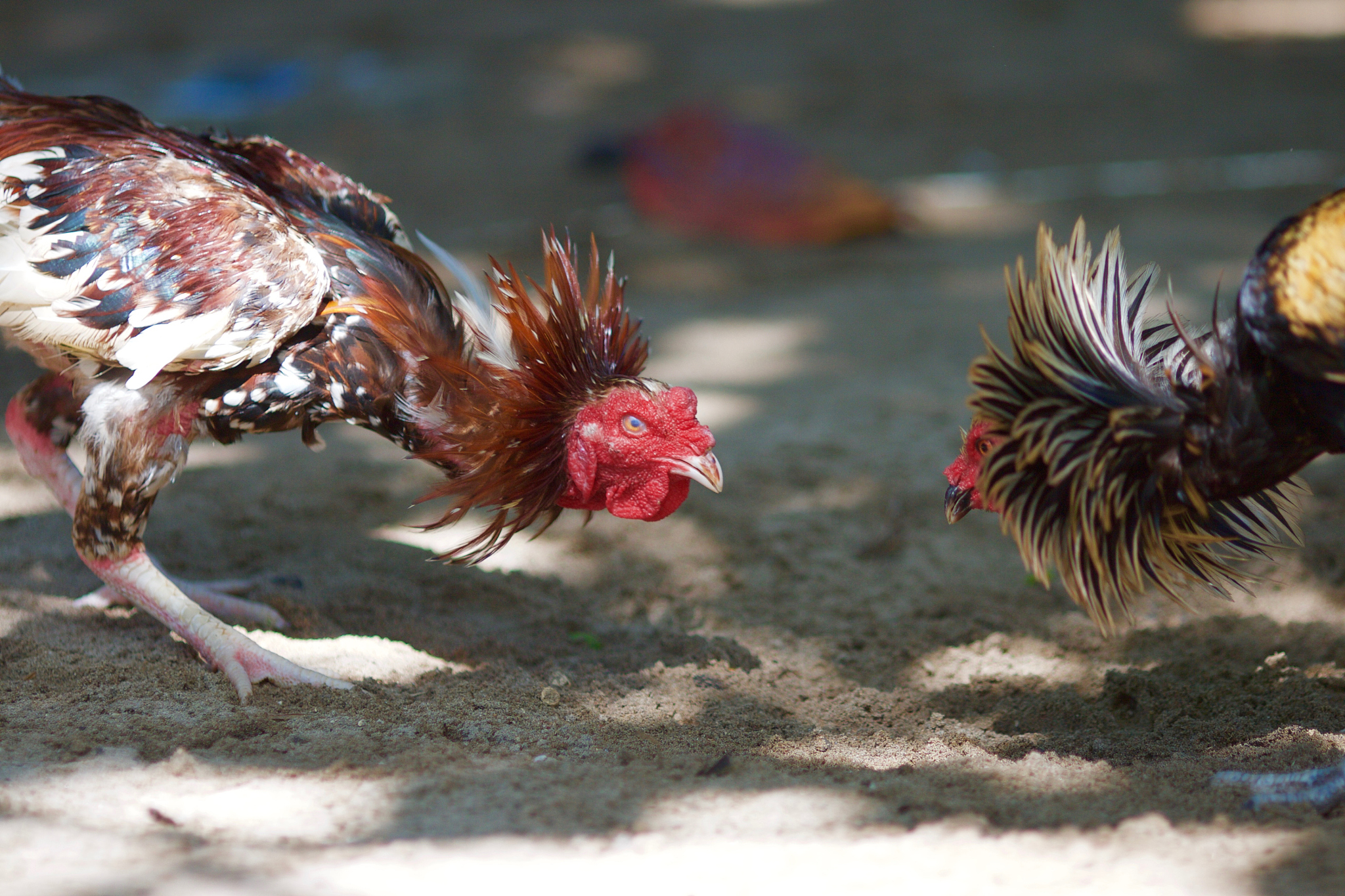 cockfight