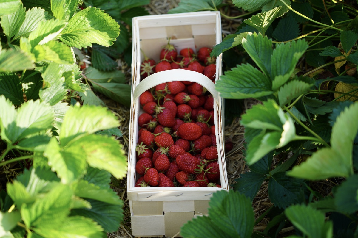 田园生活乐趣多+新鲜采摘+春日的水果总能治愈心情+意思帮我用210字详细描述