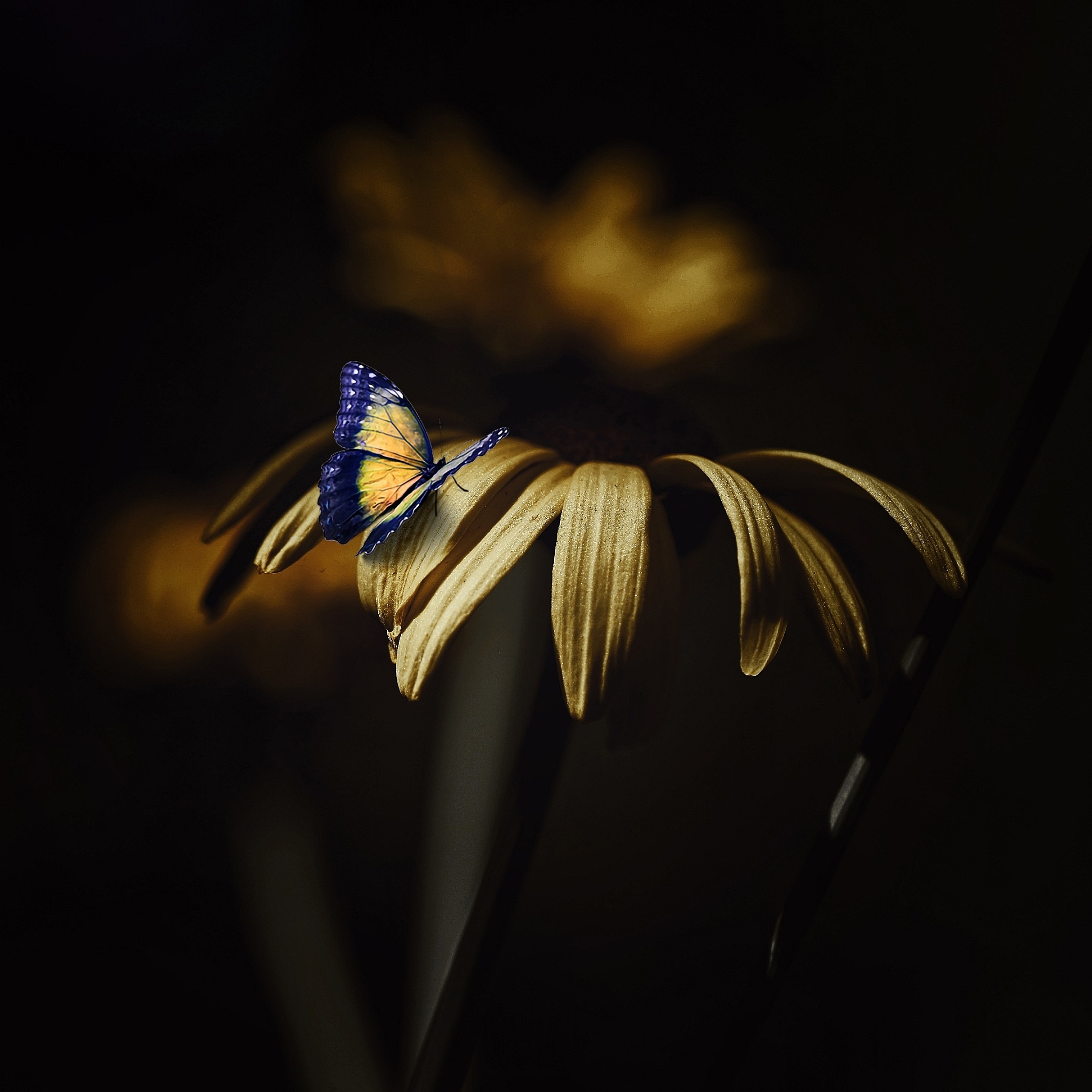 翅膀胸针：时尚饰品，象征自由与成功