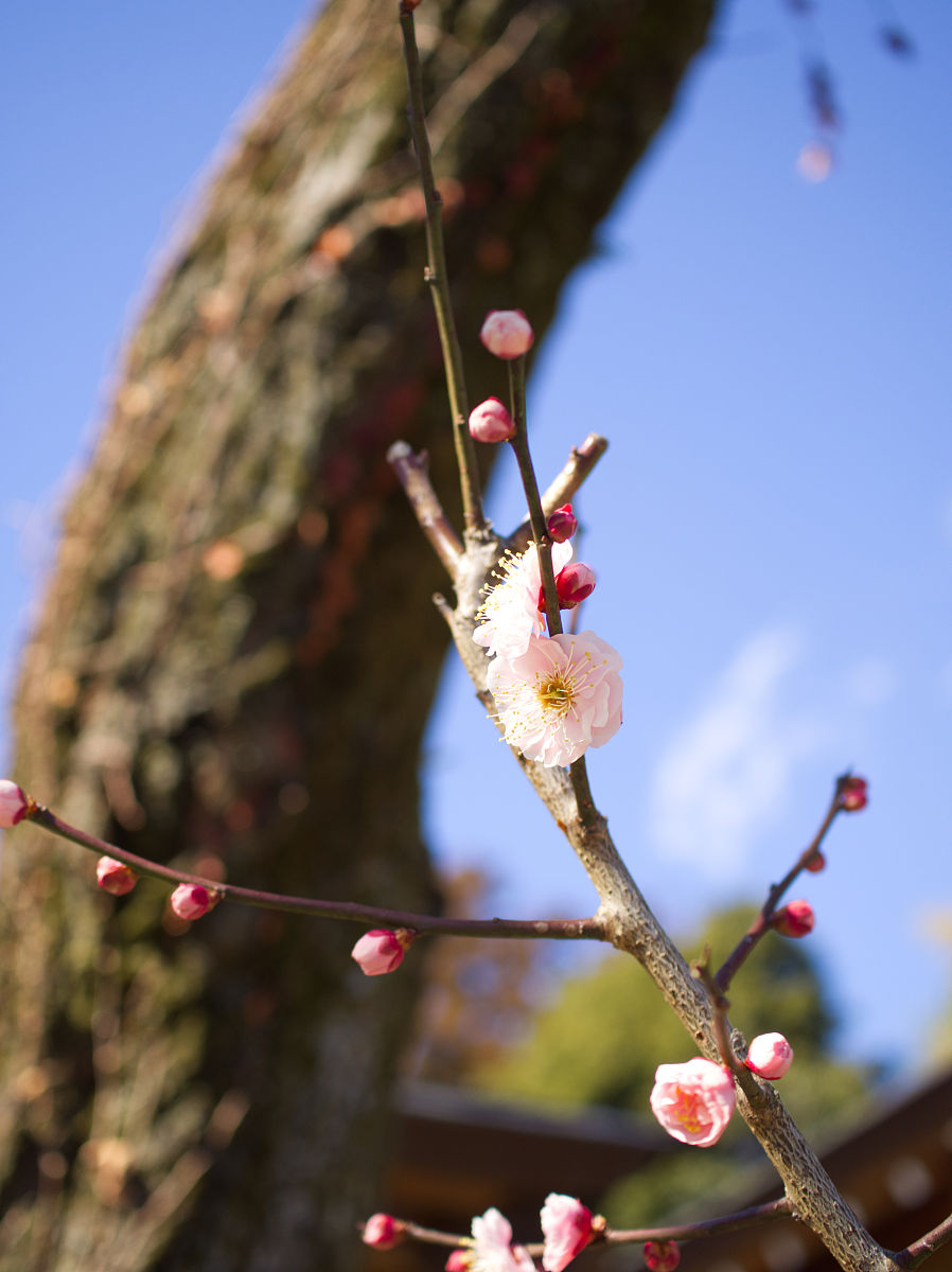 梅花落枝头，蜘蛛丝轻牵，古人如何妙笔生花？