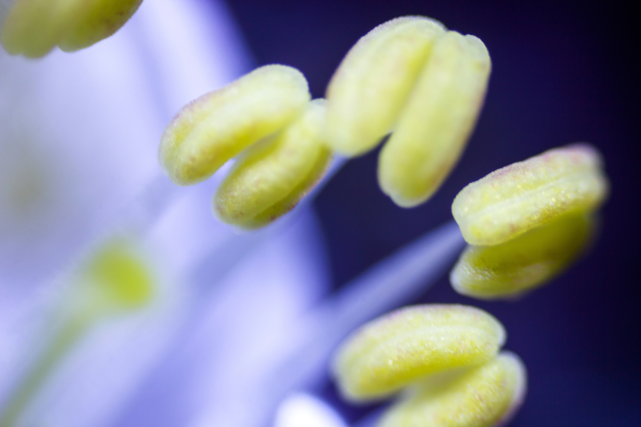 花粉作为种子植物雄配子的生物保护器其发育过程是种子植物完成有性生殖和世代交替的重要环节在生产上与有性繁殖、种子质量的优劣及产量的高低等息息相关。花粉发育过程一直是高等植物生长发育的研究热点。拟南芥属于典型的双子叶十字花科植物基因高度纯合是全球应用最广泛的模式植物被誉为植物中的果蝇其在植物实验中的重要性与影响力均不言而喻16。因其生长周期短、形态特征分明、基因组小、遗传操作简单、易于实验室中生长等特