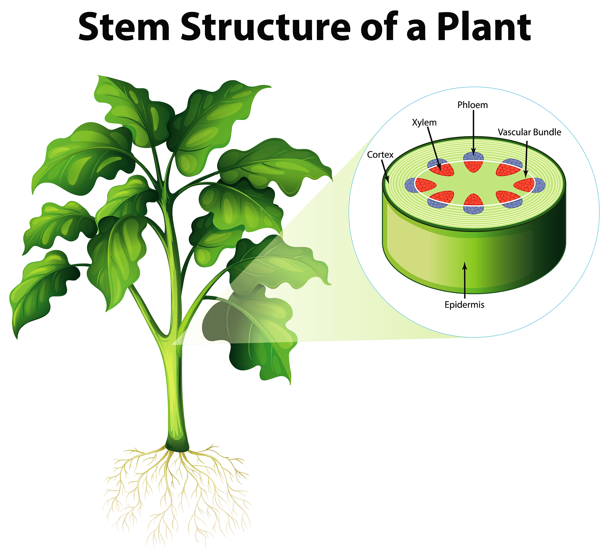 Plants-Basel 期刊：为什么值得您投稿和阅读？