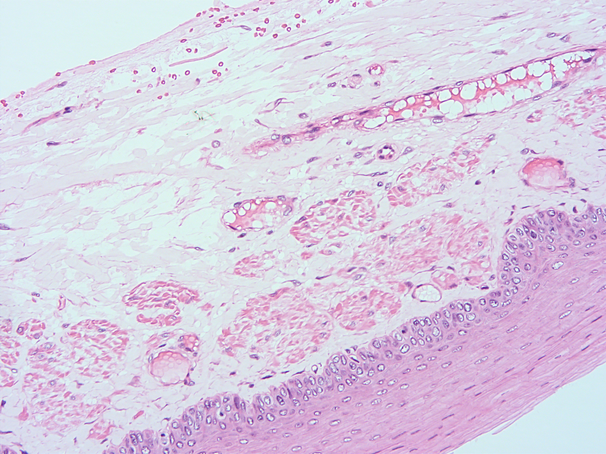 histology of human tissue