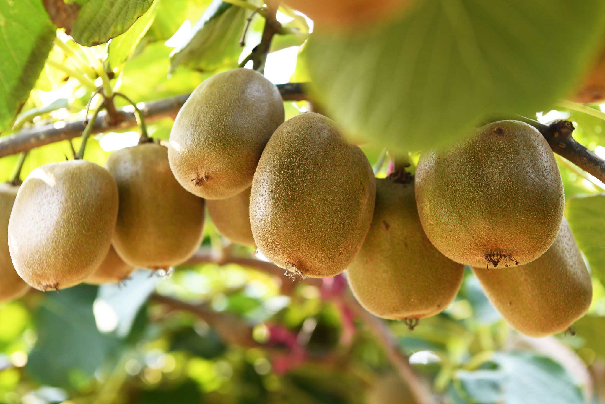 请对齐峰果业眉县猕猴桃产品促销策略现状进行写作保证内容的合理性最好有数据分析和案例阐述 不要乱写：